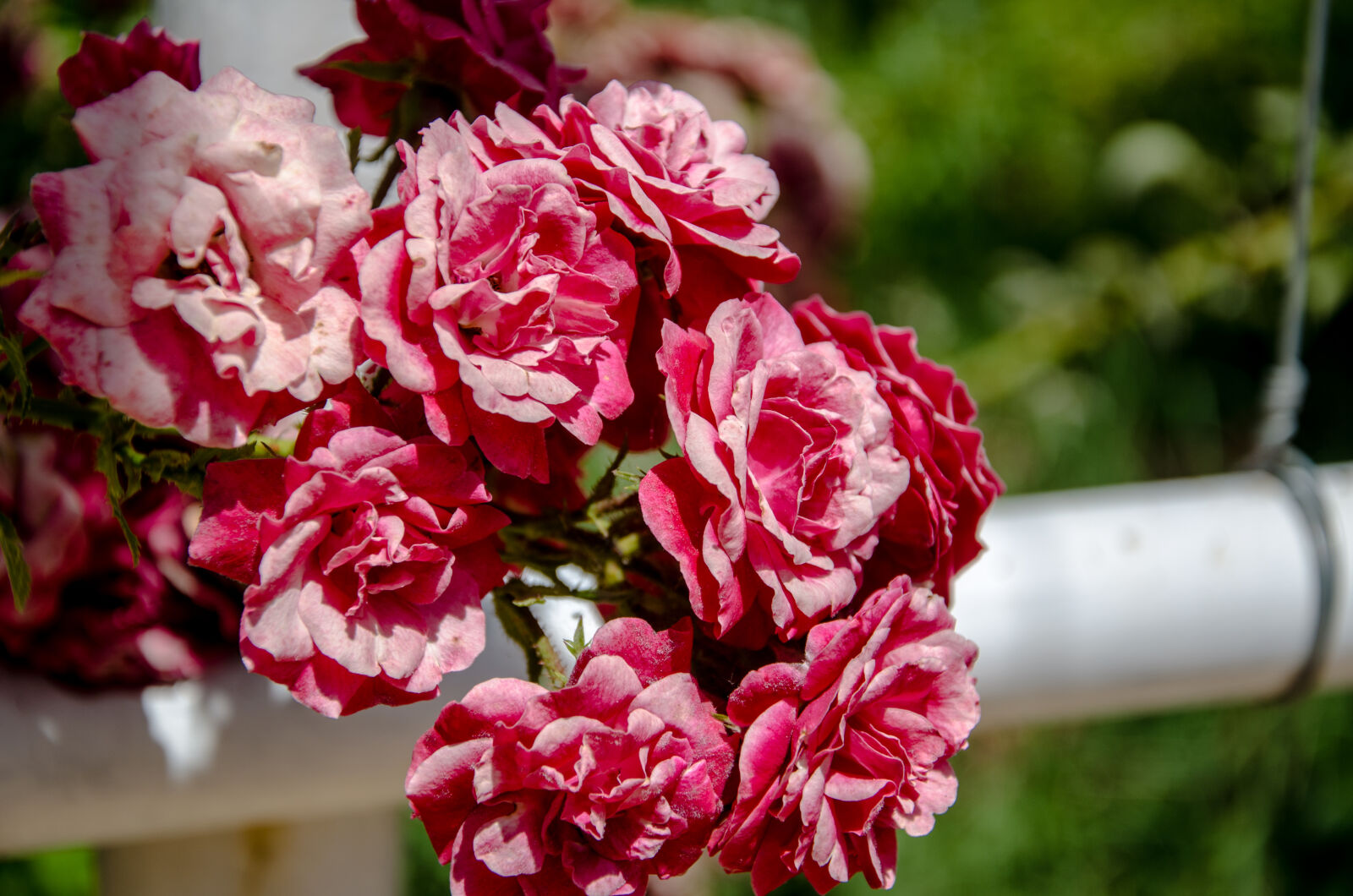Nikon D5100 sample photo