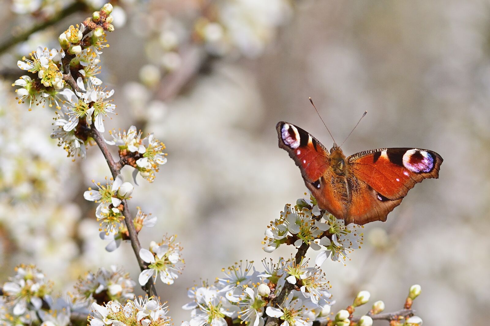 Nikon D5200 sample photo. Spring, nature, butterfly photography