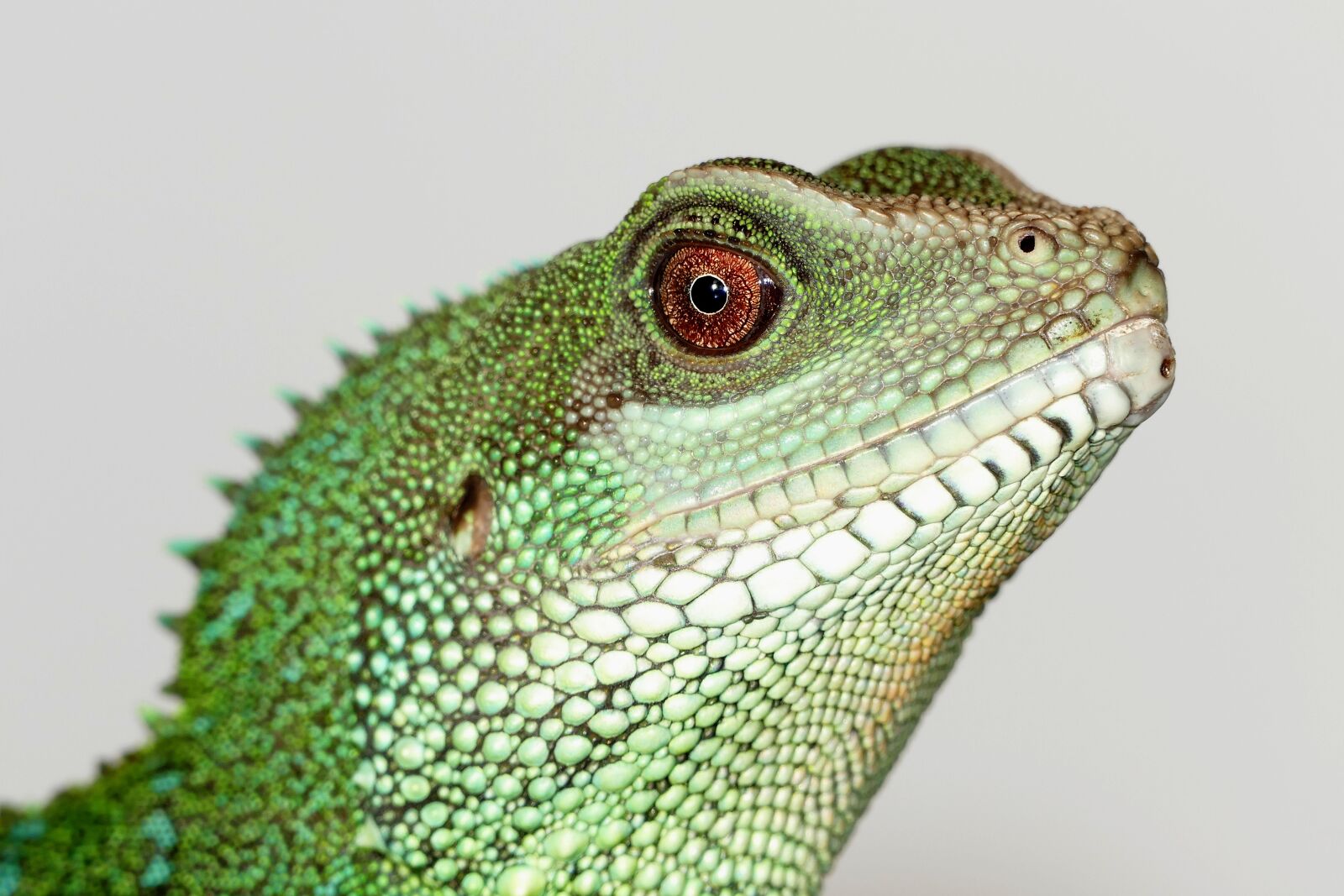 Panasonic Lumix DMC-FZ1000 sample photo. Chinese water dragon, reptiles photography