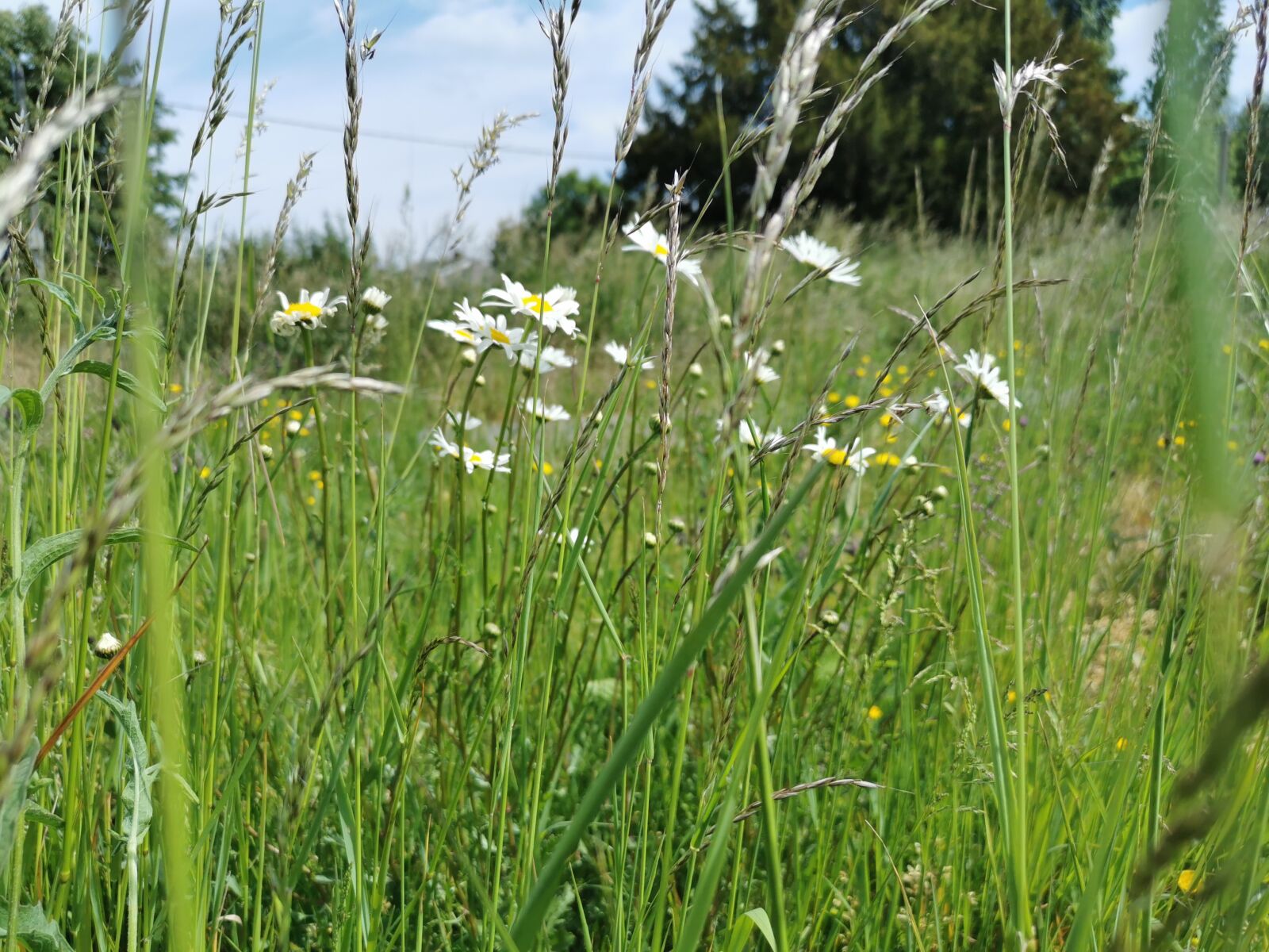 HUAWEI P30 sample photo. Marguerite, flowers nature, close photography