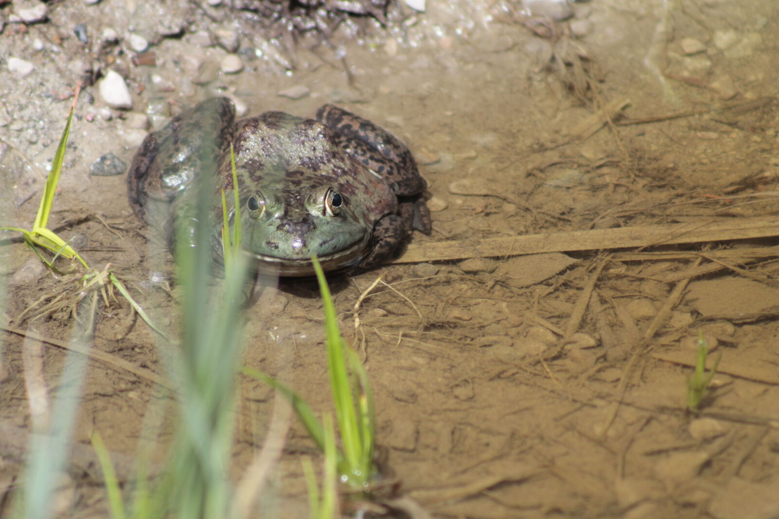 Canon EOS 1100D (EOS Rebel T3 / EOS Kiss X50) sample photo. Frog photography