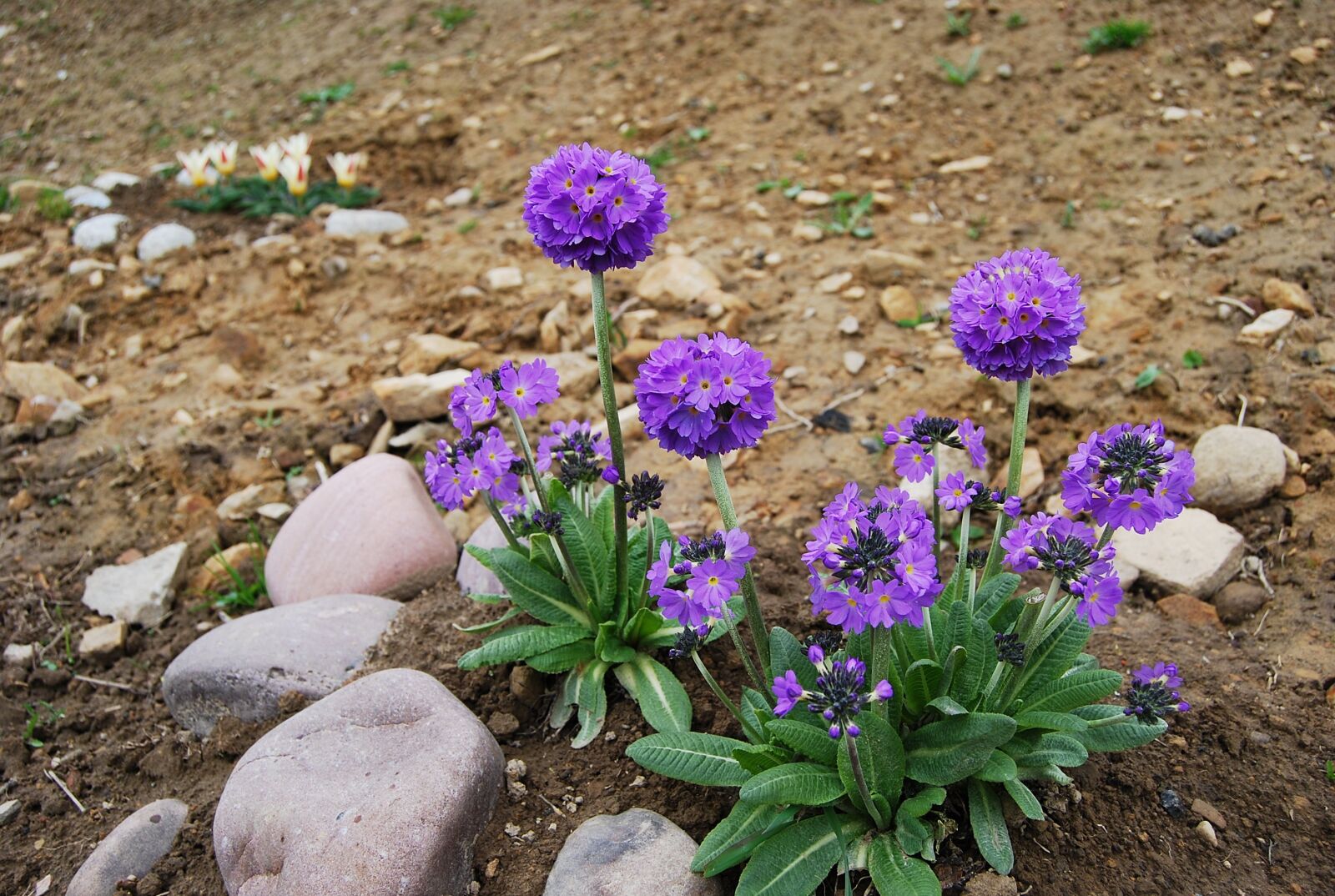 Nikon D40X sample photo. Flower, nature, plant photography