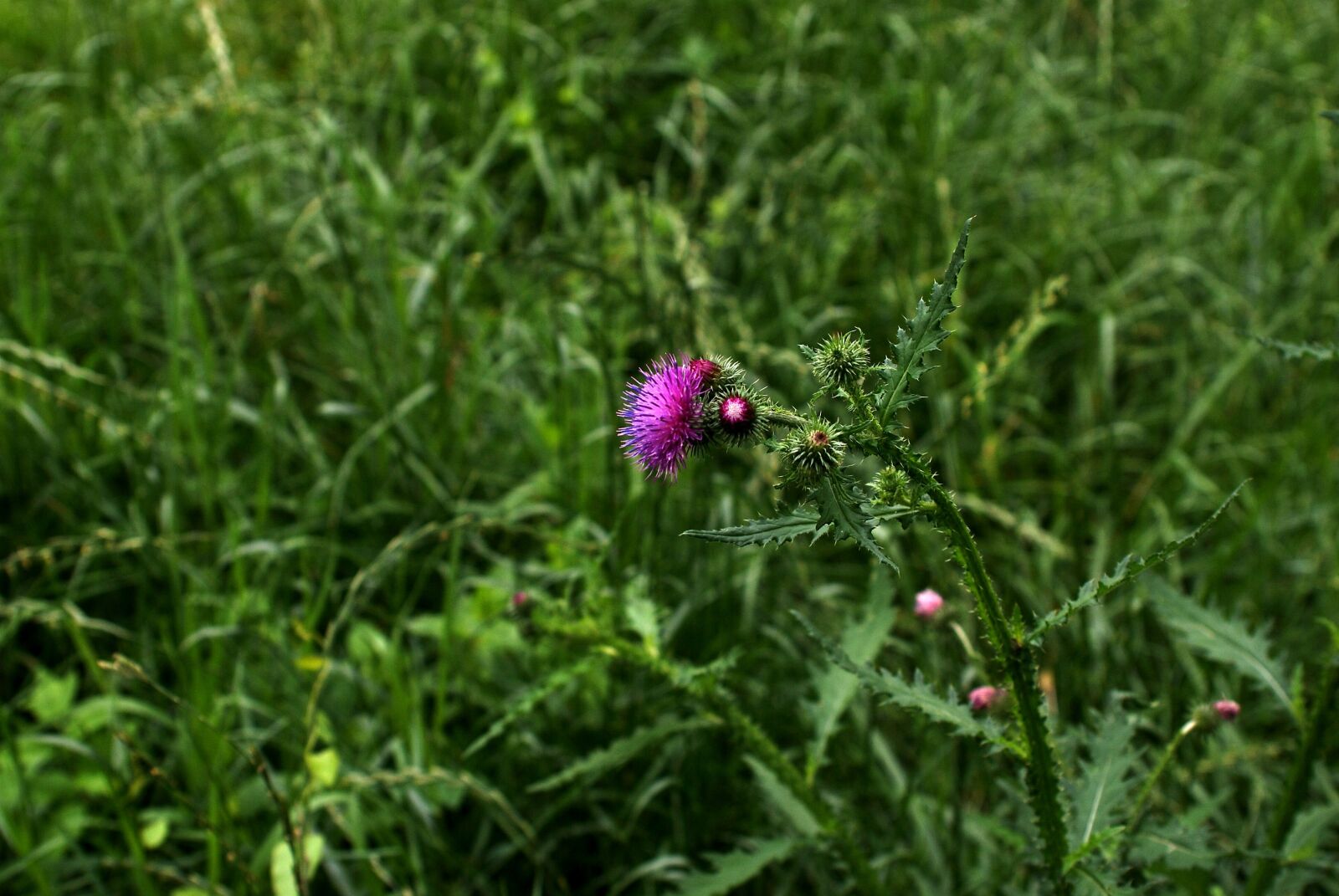 Sony Alpha DSLR-A200 sample photo. Weed, pink, plant photography