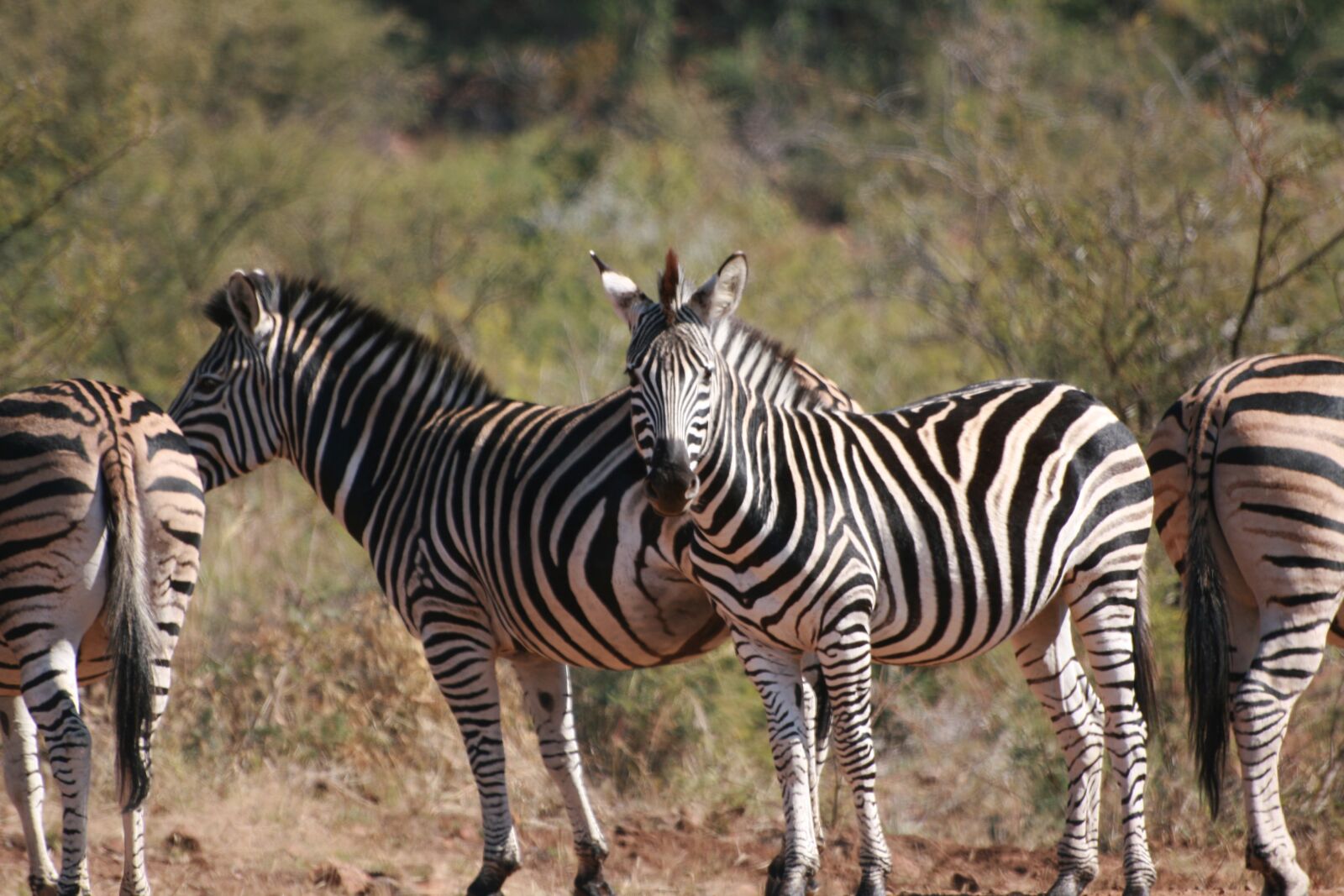 Canon EOS 400D (EOS Digital Rebel XTi / EOS Kiss Digital X) sample photo. Zebra, africa, wild photography