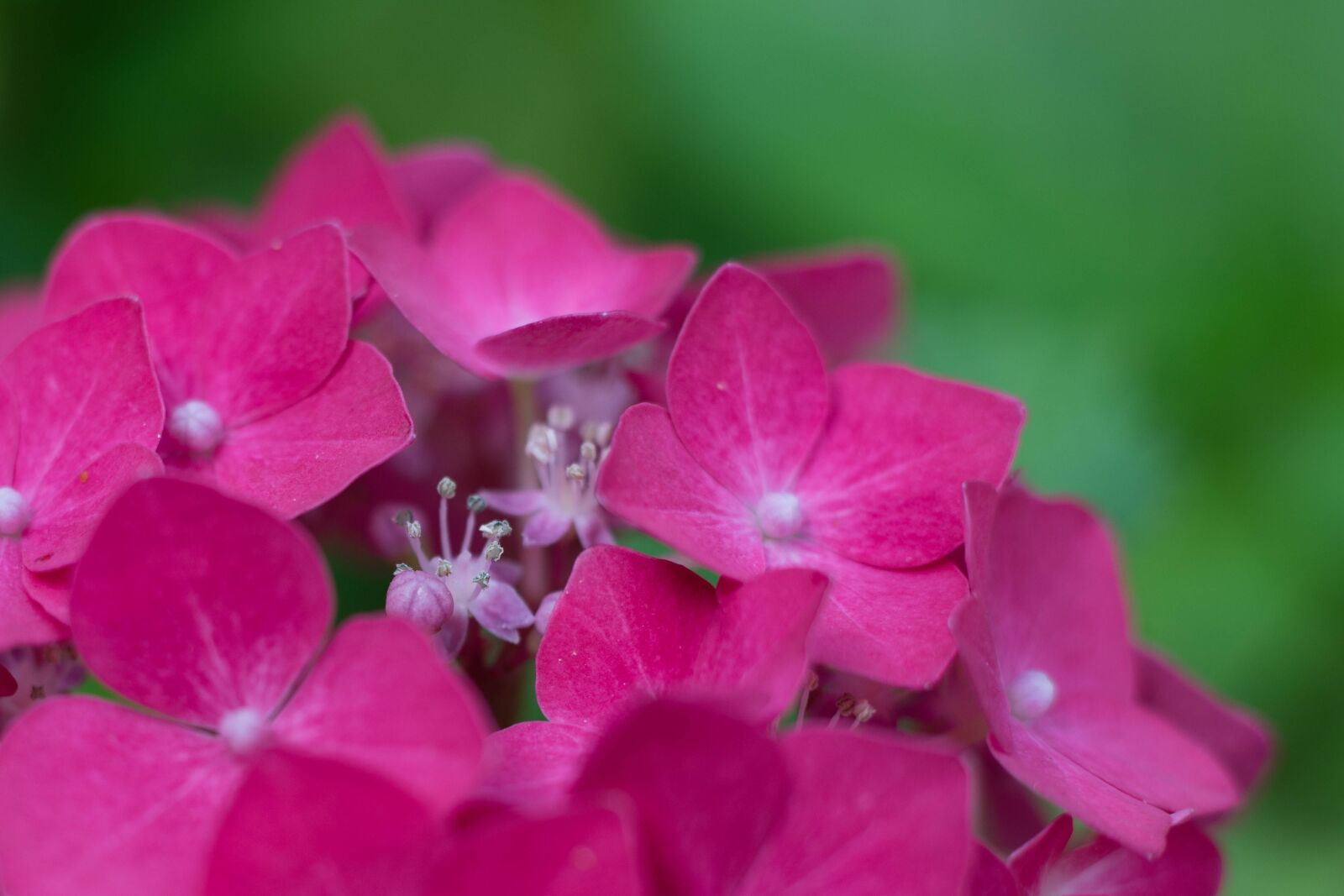 Canon EOS 6D Mark II sample photo. Hydrangea, pink, macro photography