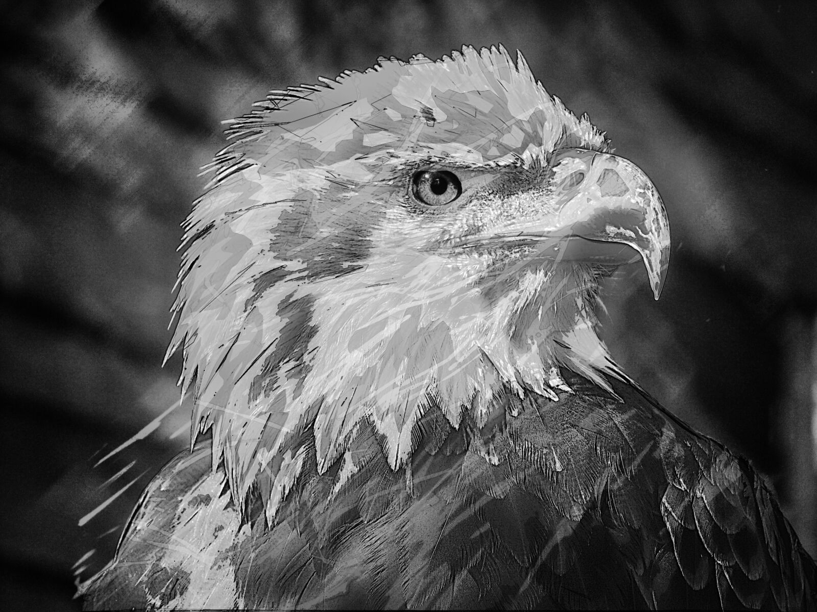 KONICA MINOLTA DiMAGE 7Hi sample photo. Bald eagle, eagle, raptor photography