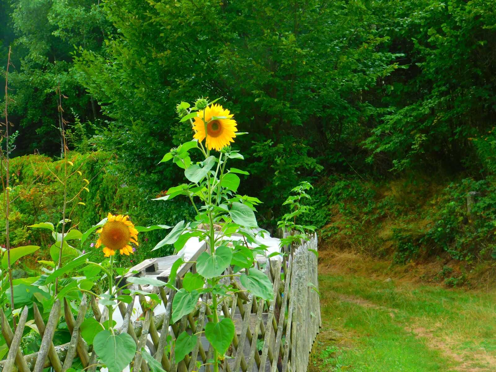 Nikon Coolpix B500 sample photo. Sunflower, flower, summer photography