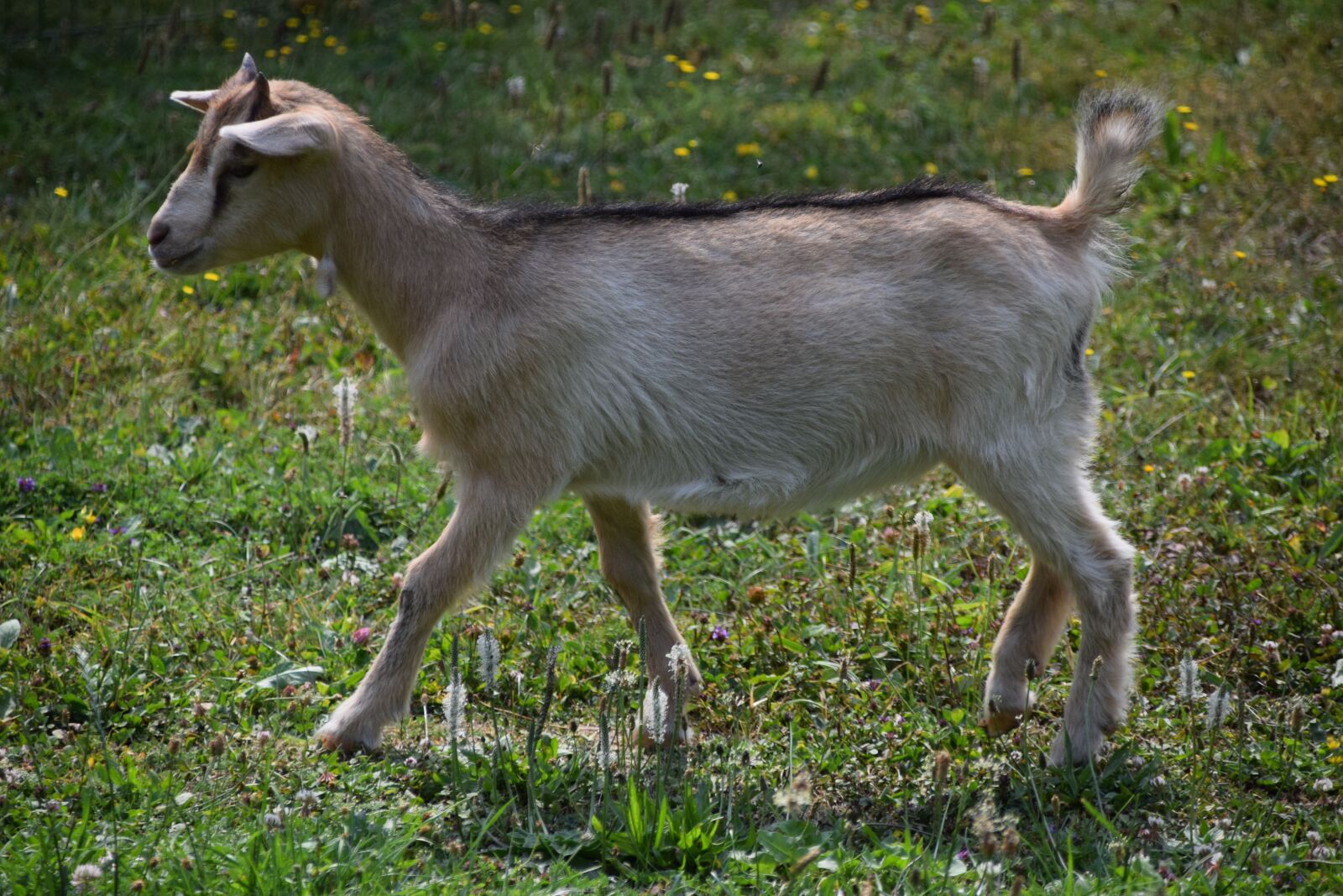 Nikon D5300 sample photo. Chevrette, animals, domestic photography