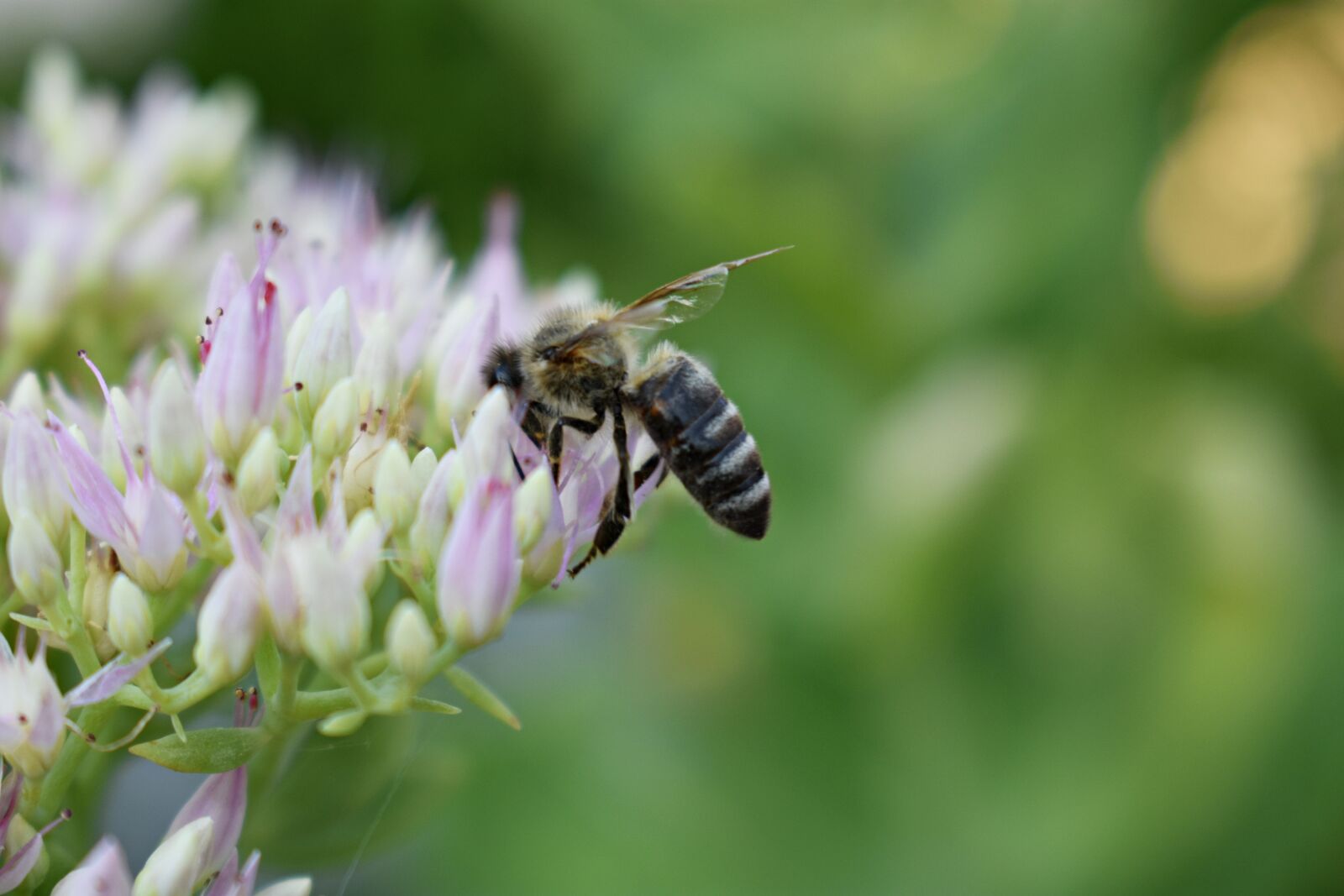 Nikon D3400 sample photo. Flower, garden, wasp photography