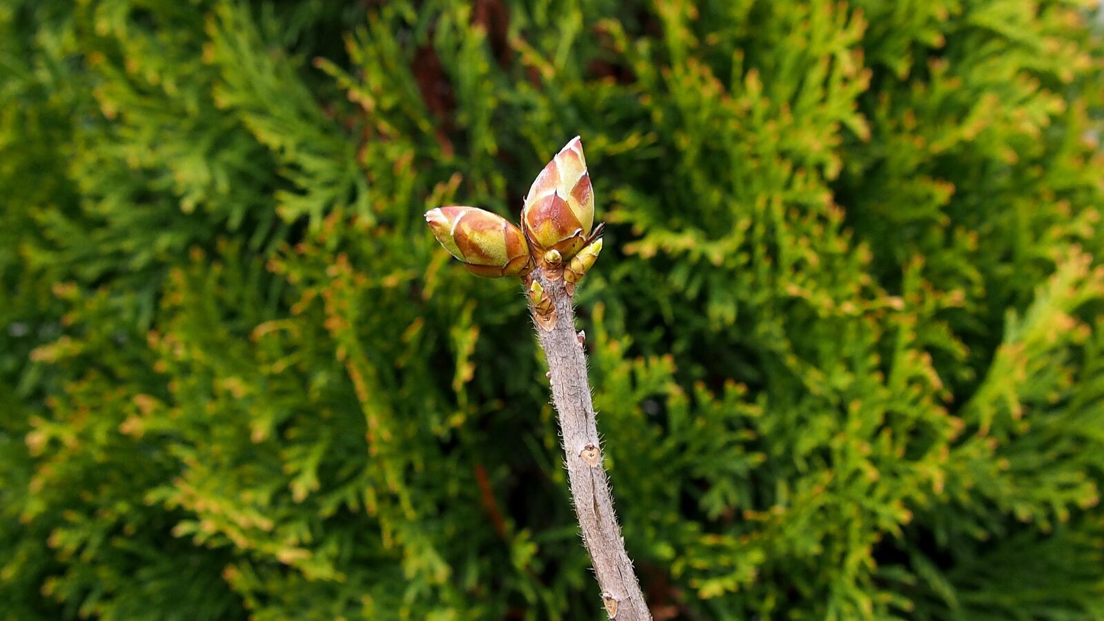 Olympus PEN E-PL6 sample photo. Nature, bud, spring photography
