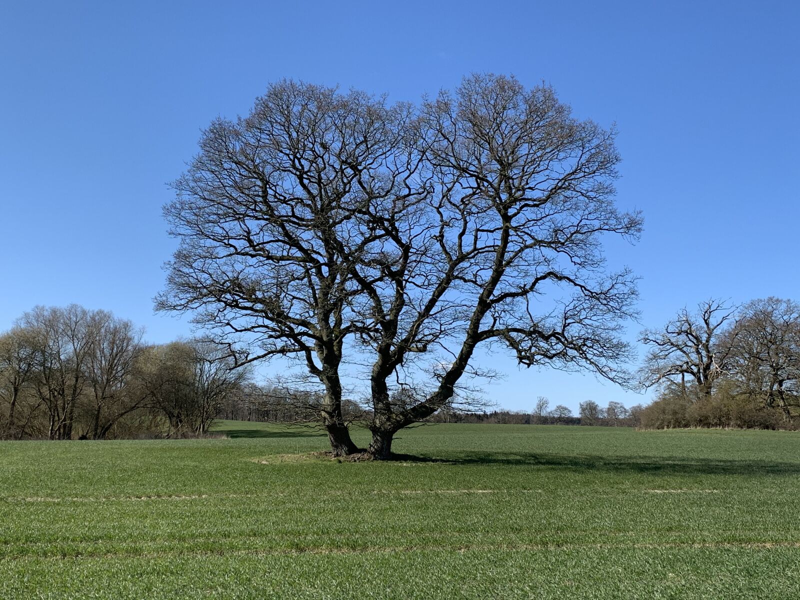 Apple iPhone XS sample photo. Mature oak trees, denmark photography