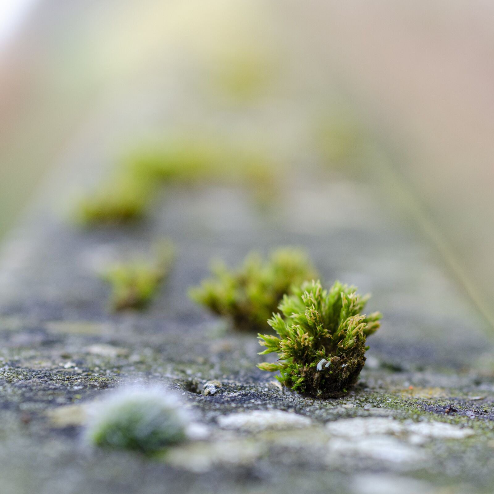 Nikon D7000 sample photo. Foam, green, nature photography