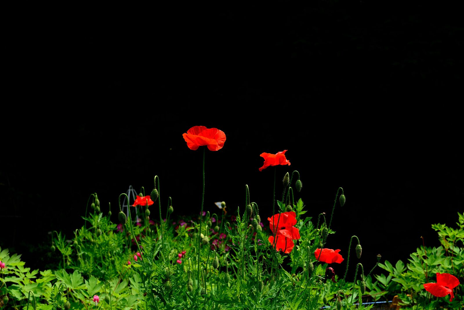 Nikon D800 sample photo. Plant, flower, opium poppy photography