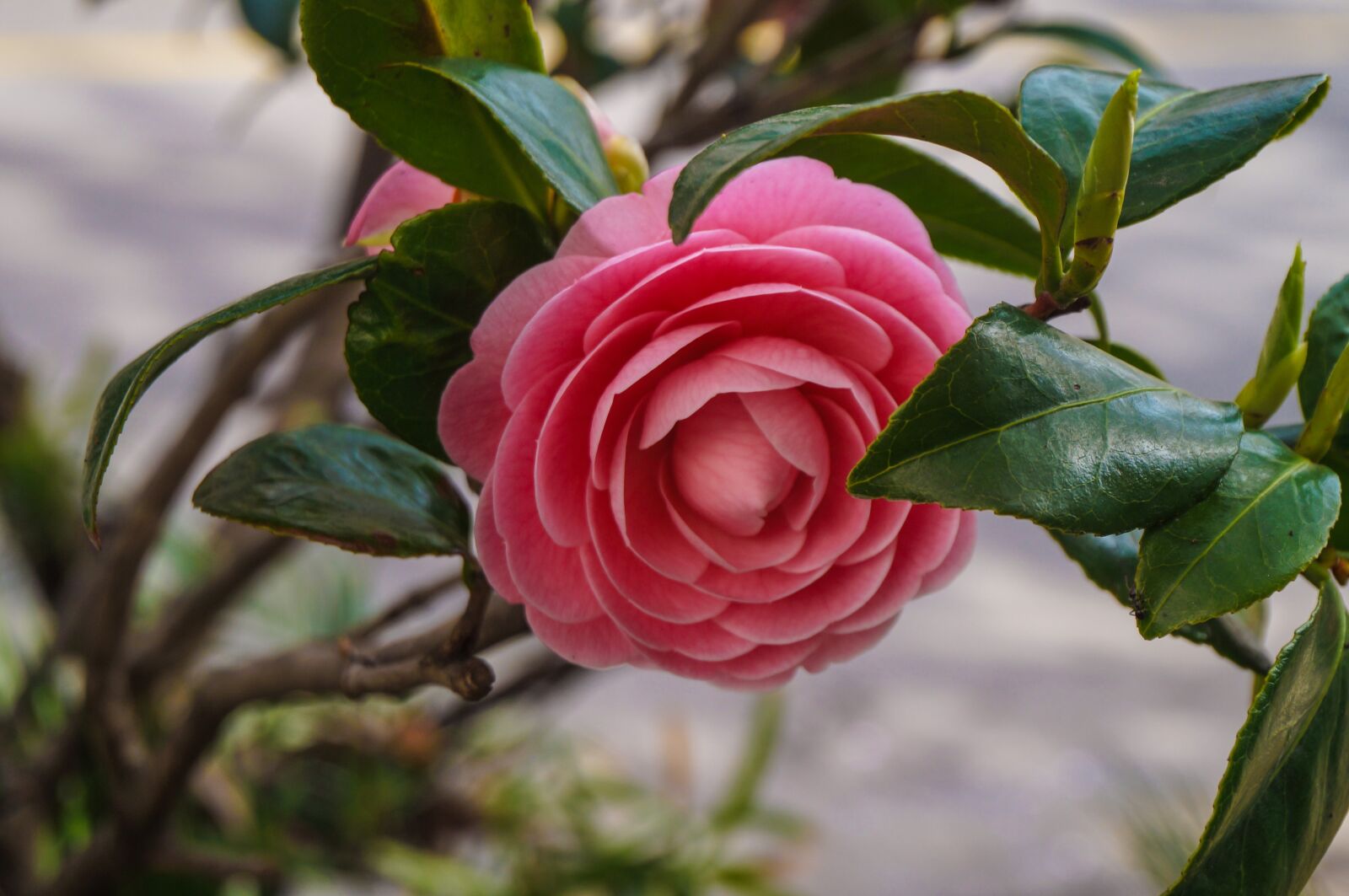 Sony Alpha NEX-3N sample photo. Flower, pink, spring photography