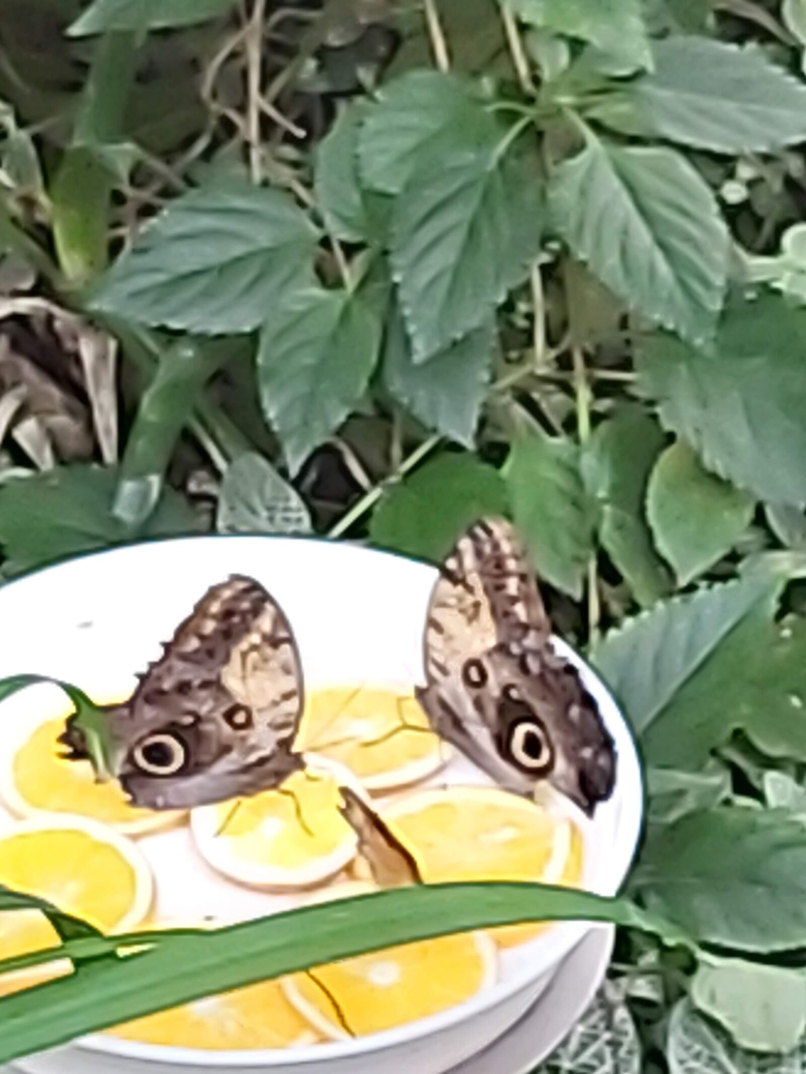 Samsung Galaxy A70 sample photo. Mariposas, naturaleza, butterfly photography