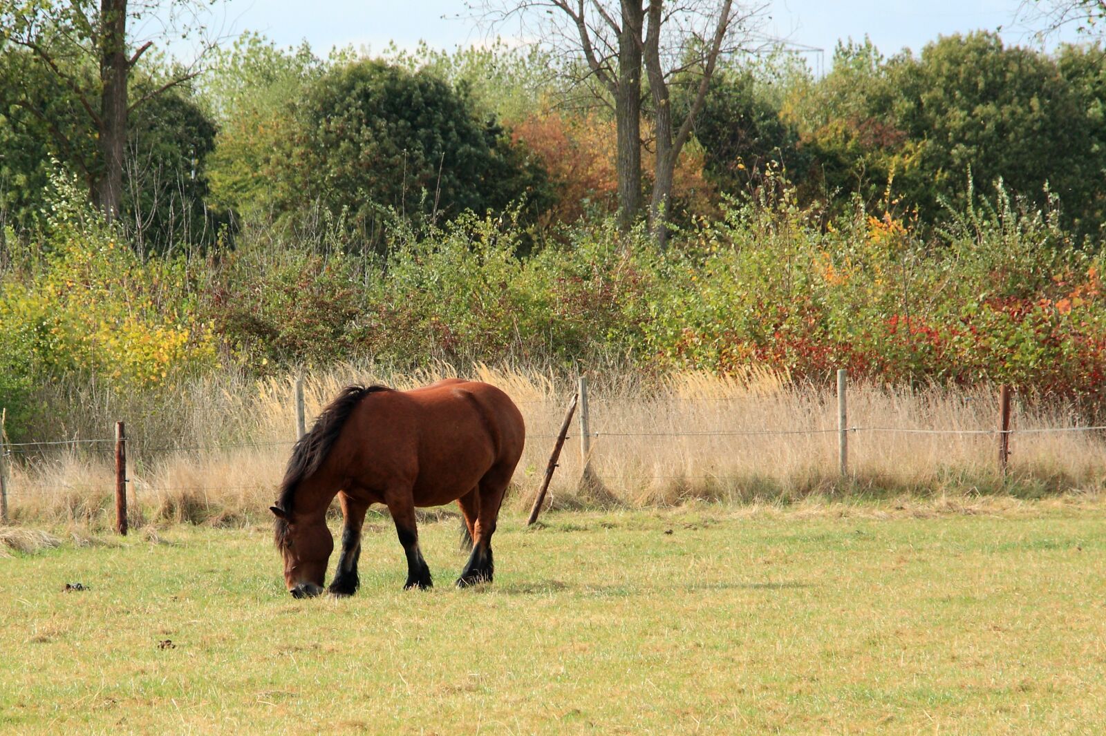 Canon EOS 450D (EOS Rebel XSi / EOS Kiss X2) sample photo. Horse, cold blooded animals photography