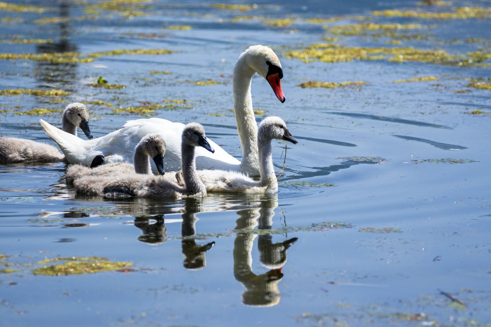 Nikon D7200 sample photo. Swan, nature, bird photography