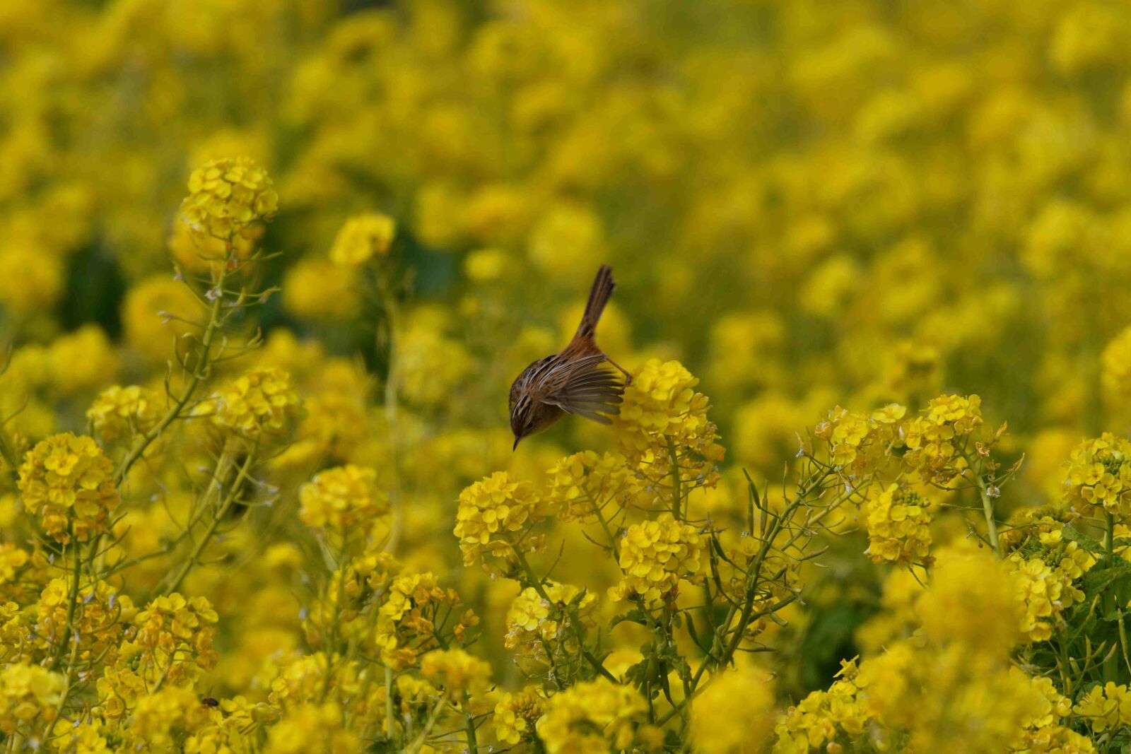 Nikon D500 sample photo. Flowers, field, the agricultural photography