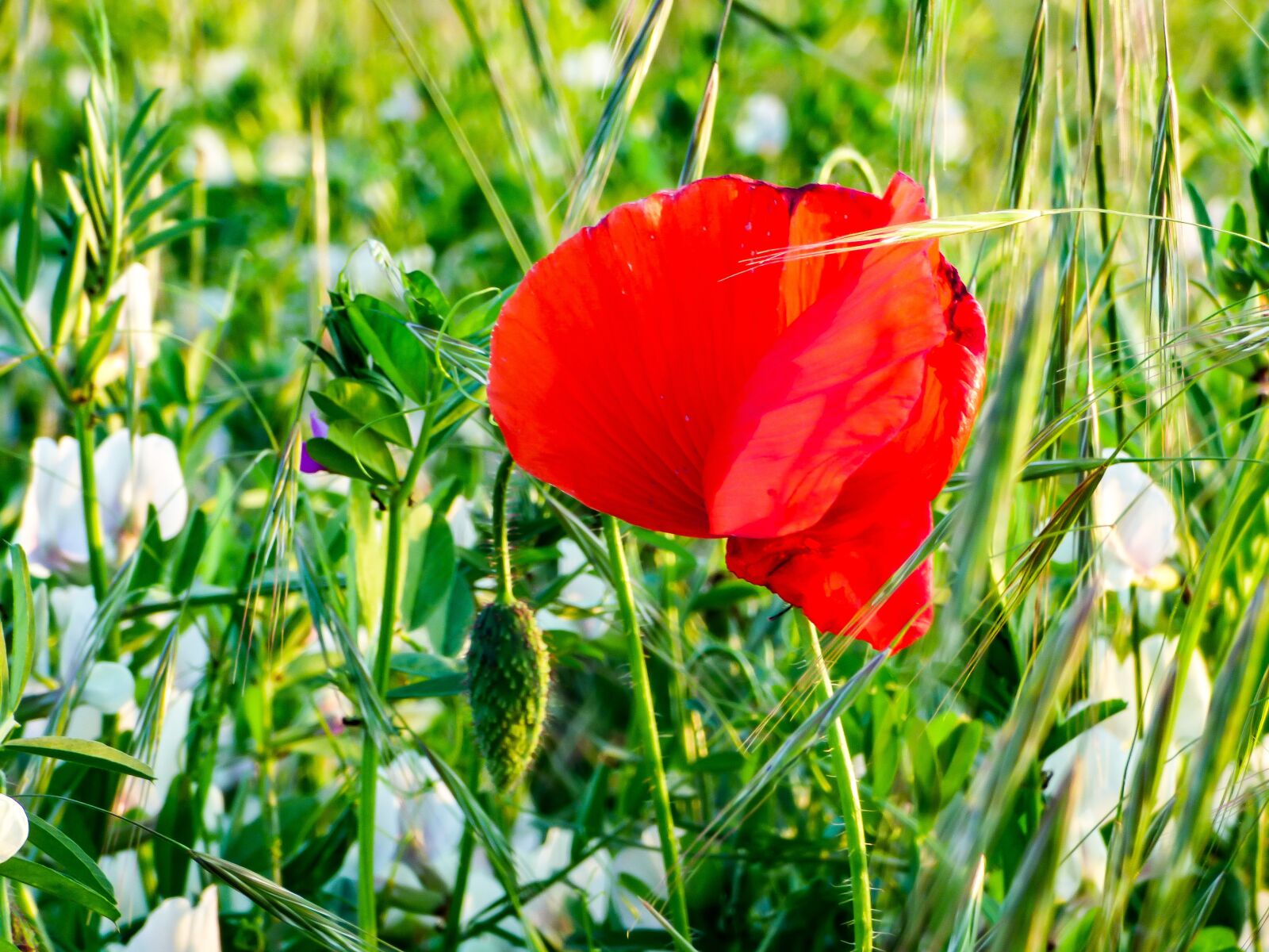 Panasonic DMC-FZ72 sample photo. Spring, flower, field photography