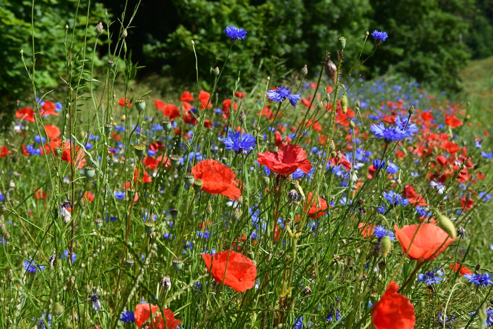 Nikon D5300 sample photo. Poppies, meadow, field photography