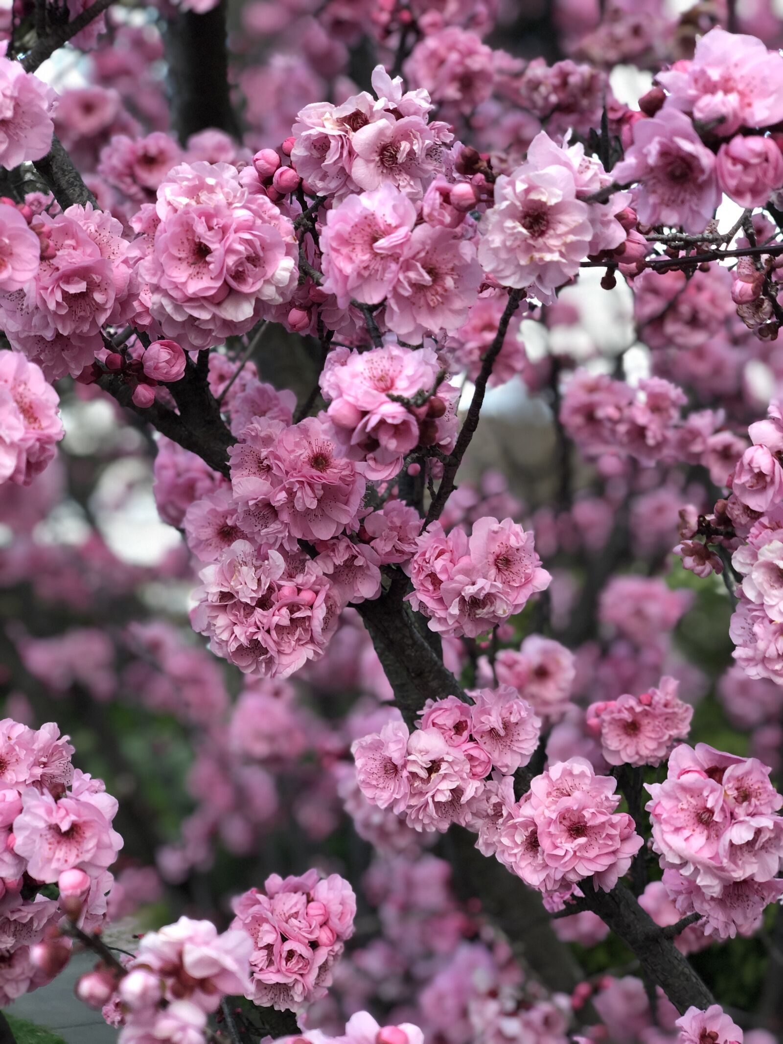 iPhone X back dual camera 6mm f/2.4 sample photo. Cherry blossom, flowers, tree photography