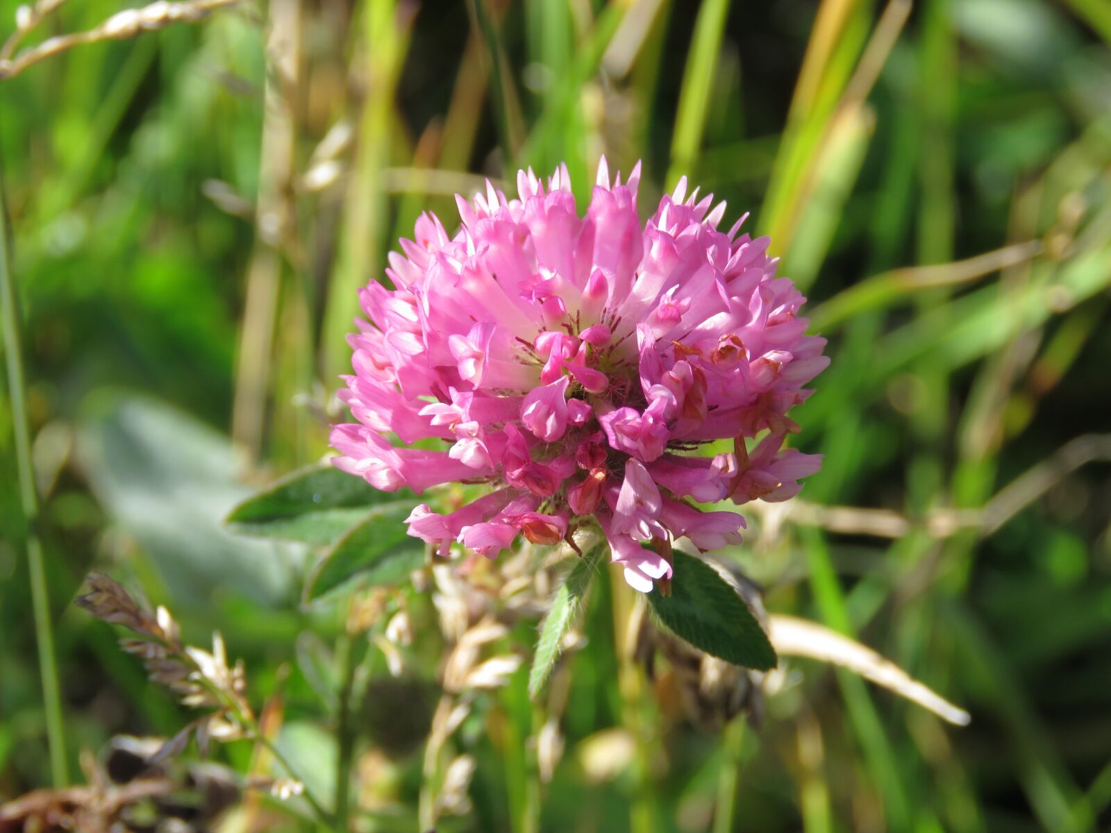 Canon PowerShot SX60 HS sample photo. Red clover, trifolium pratense photography