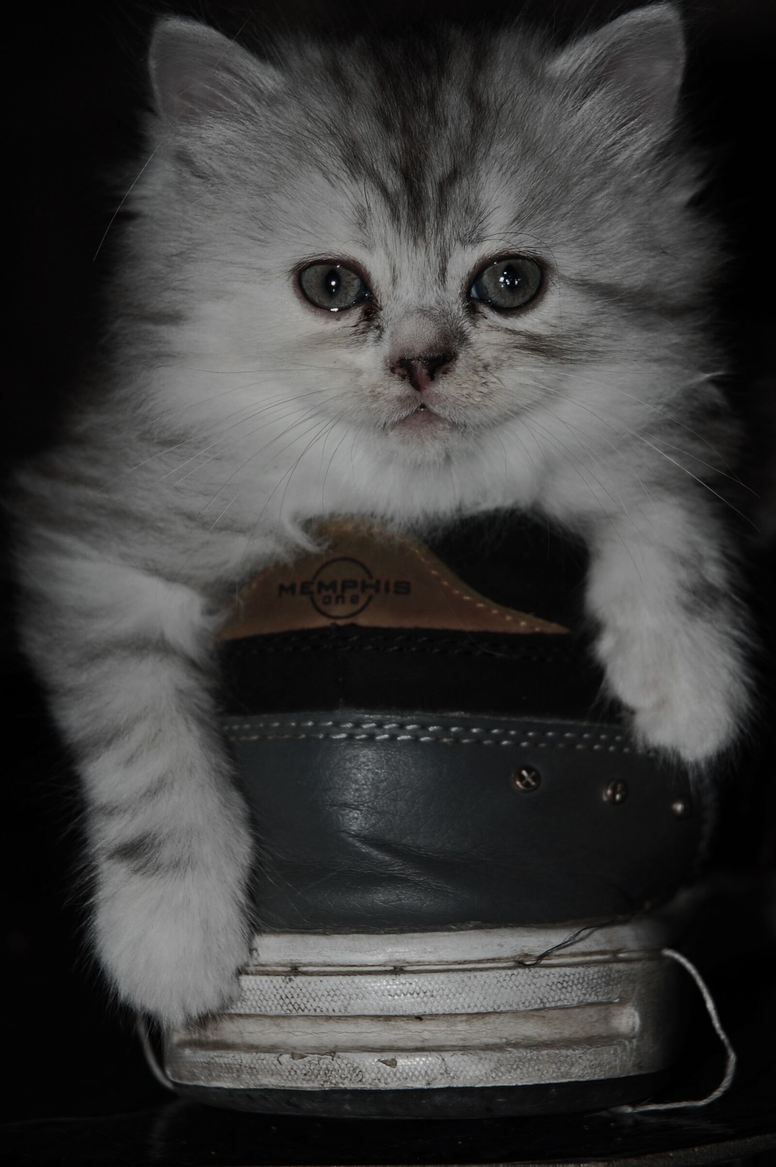 Nikon D40 sample photo. Cat baby, kitten, baby photography