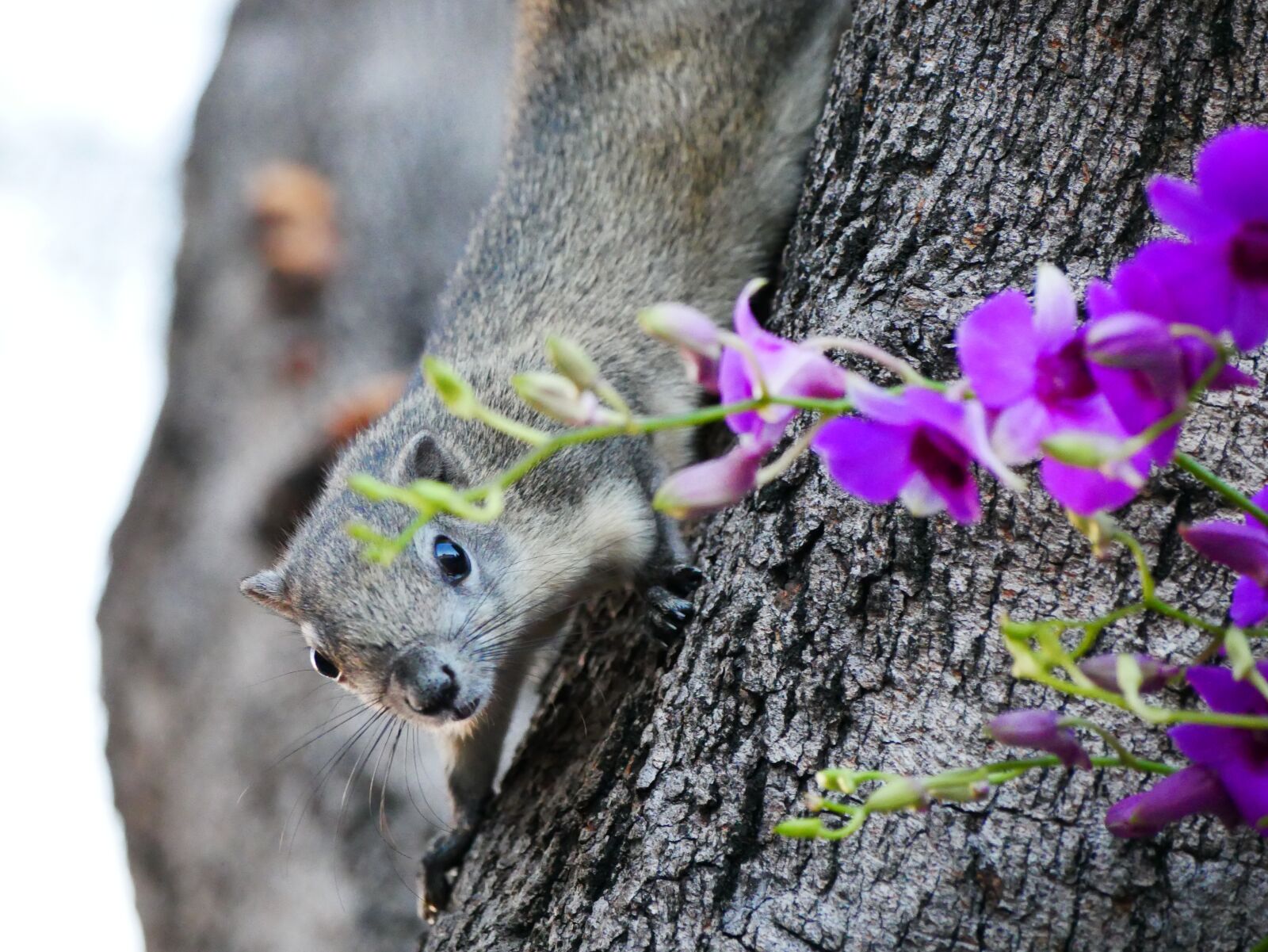 Panasonic Lumix DMC-G85 (Lumix DMC-G80) sample photo. Squirrel, rodent, animal photography