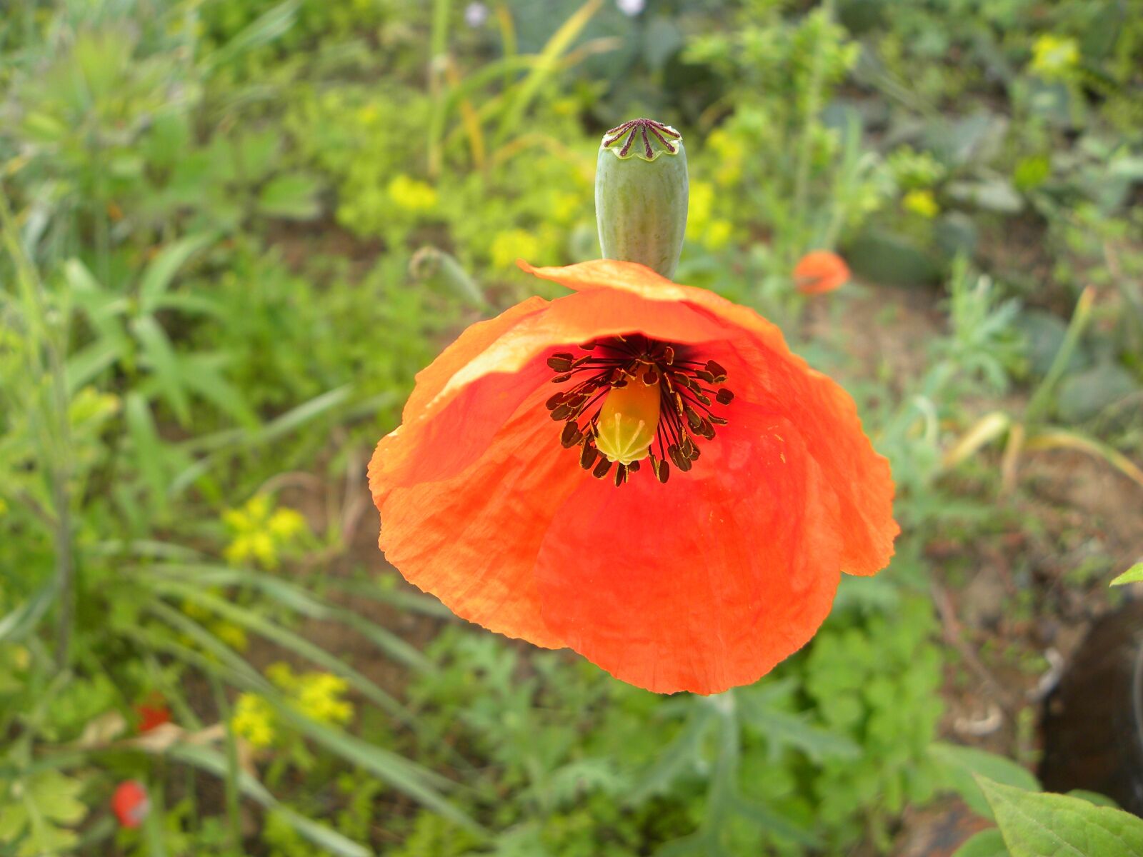 Nikon Coolpix P90 sample photo. Yanggwibikkot, orange flower, nature photography