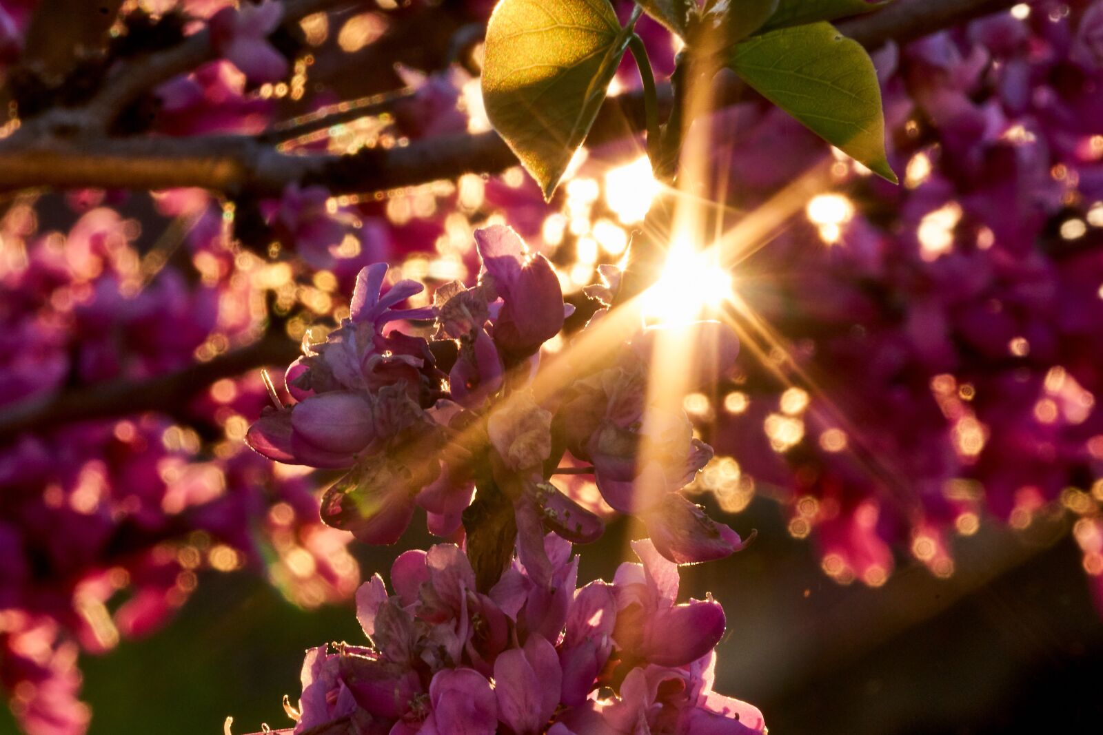 Sony E 55-210mm F4.5-6.3 OSS sample photo. Backlighting, sun, sunset photography