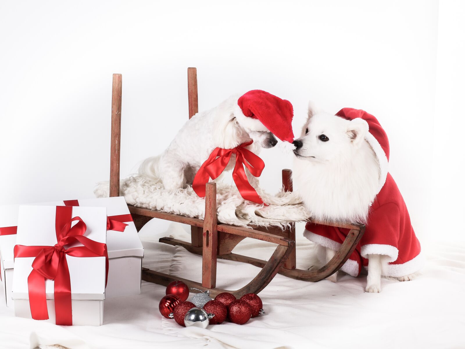 Canon EF 85mm F1.8 USM sample photo. Christmas, dog, cute photography
