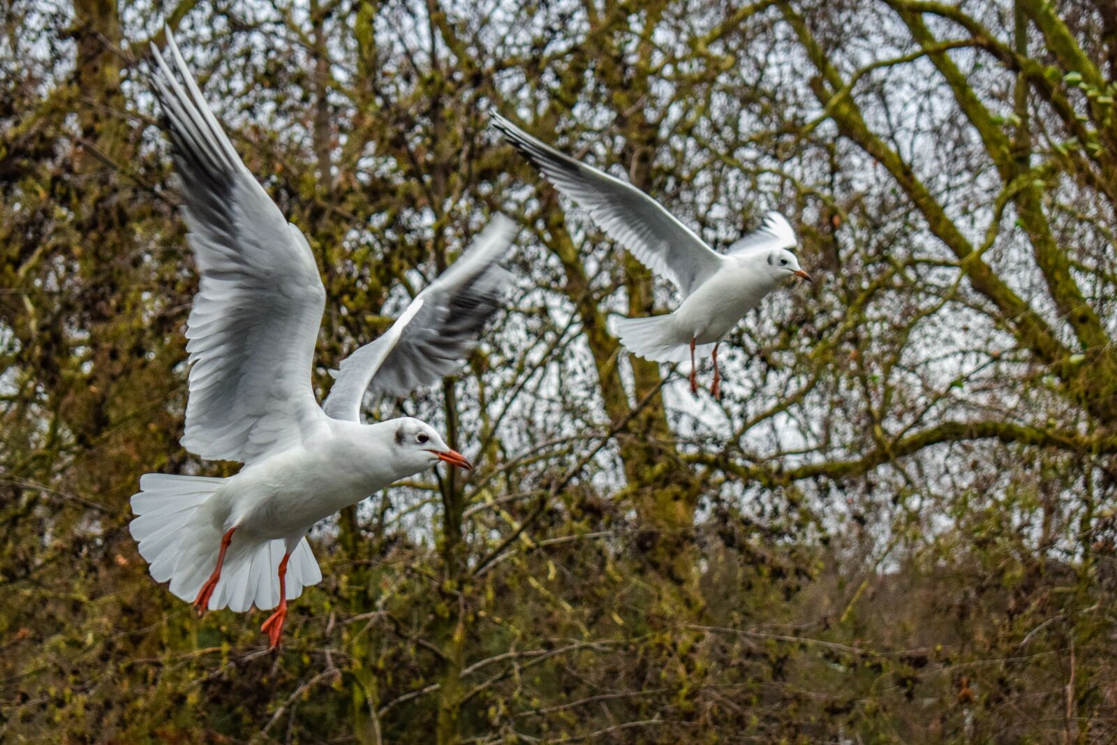 Nikon D3300 sample photo. Gull, bird, seagull photography