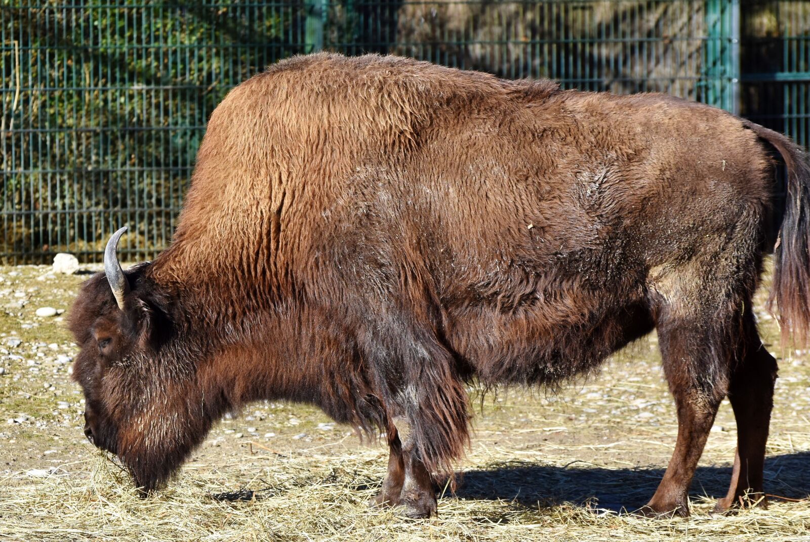Nikon D7200 sample photo. Bison, bison head, bison photography