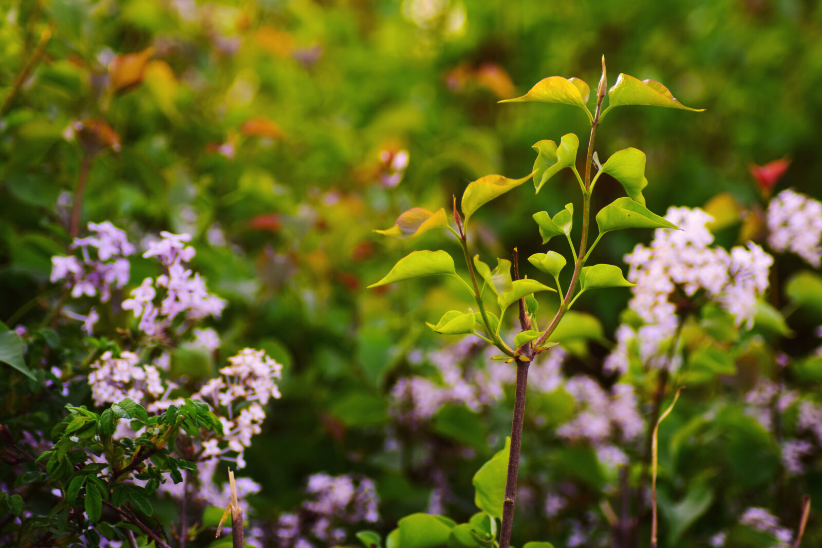 Nikon D5300 sample photo