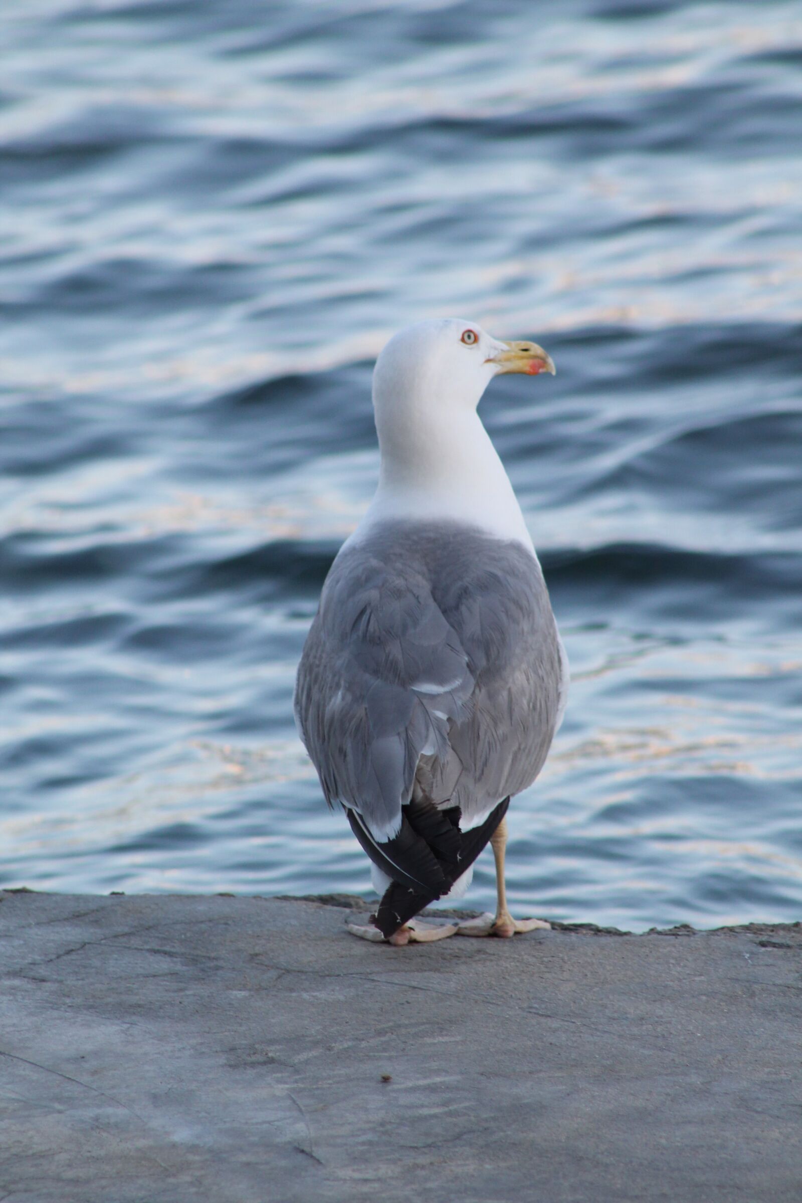 Canon EF75-300mm f/4-5.6 sample photo. Seagull, animal water bird photography