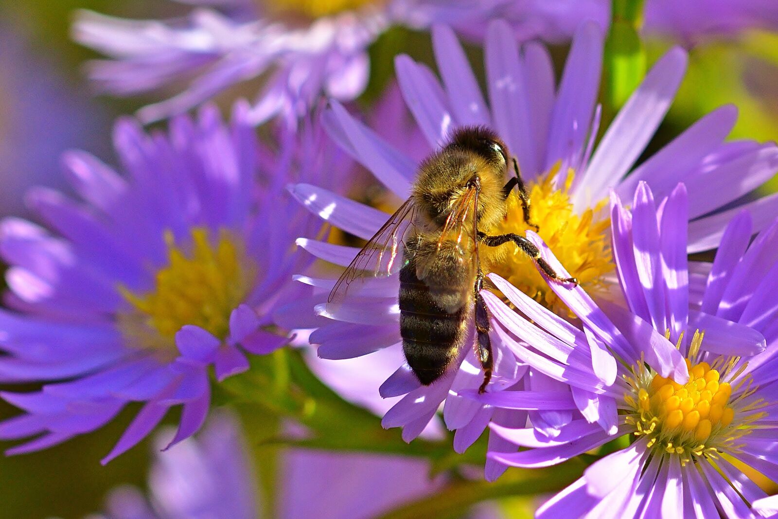 Nikon D5200 sample photo. Autumn, nature, aster photography