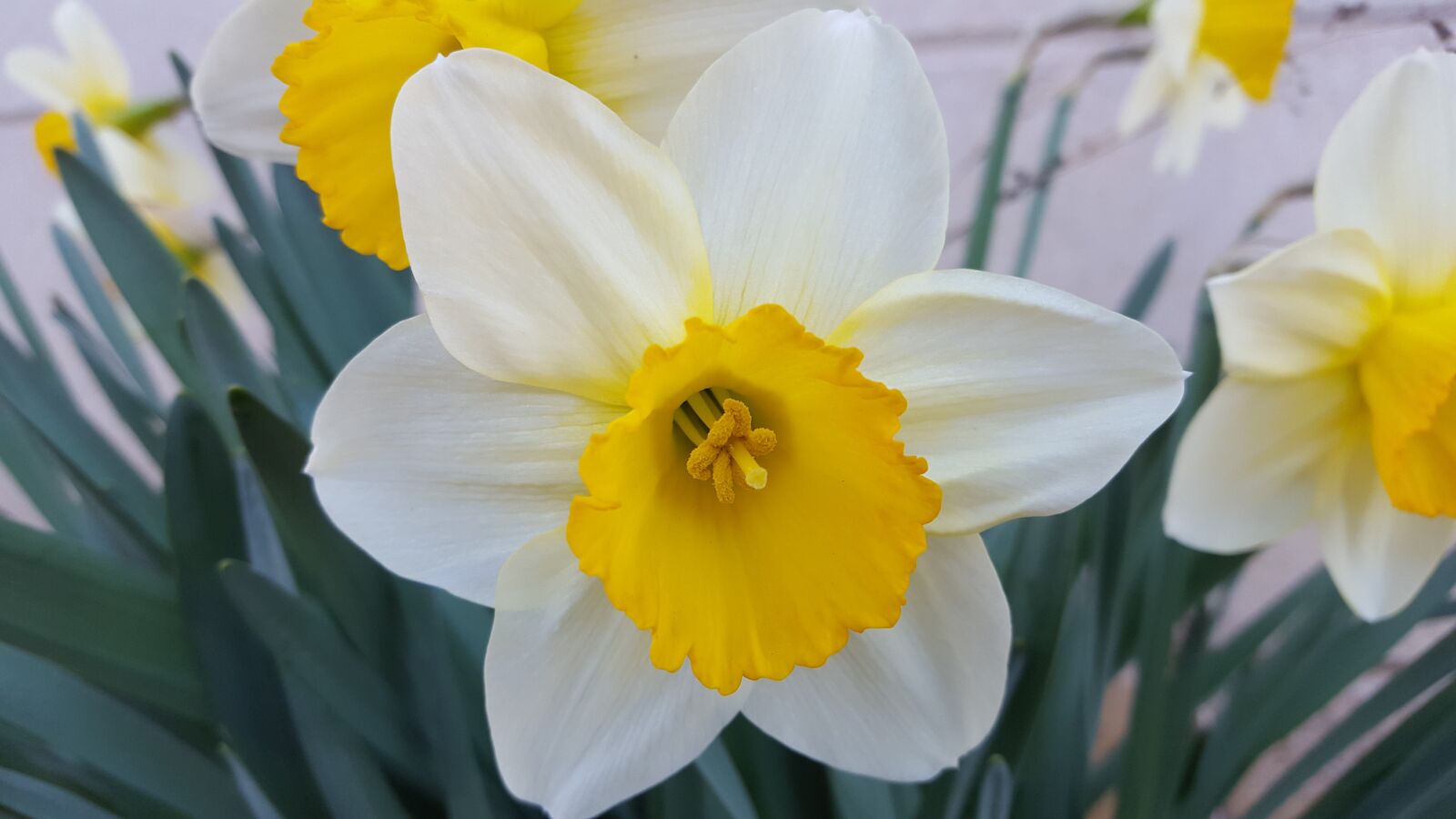 Samsung Galaxy S6 sample photo. Narcissus, spring flowers, flowers photography