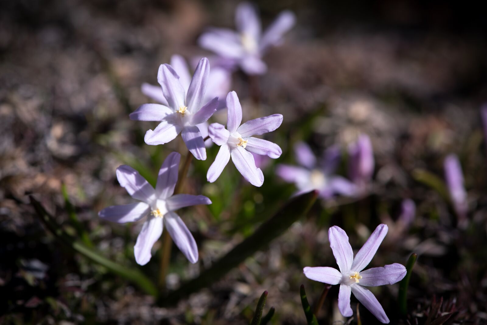 Nikon D750 sample photo. Flowers, purple, pink photography