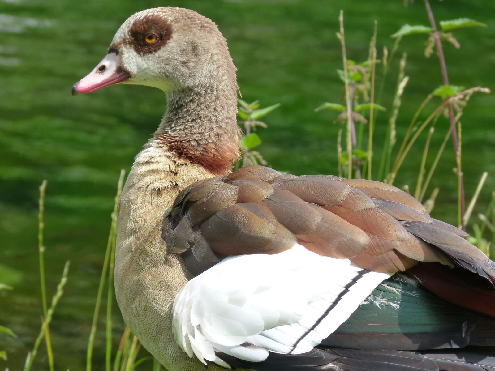 Panasonic DMC-FZ62 sample photo. Animal, goose, nature photography