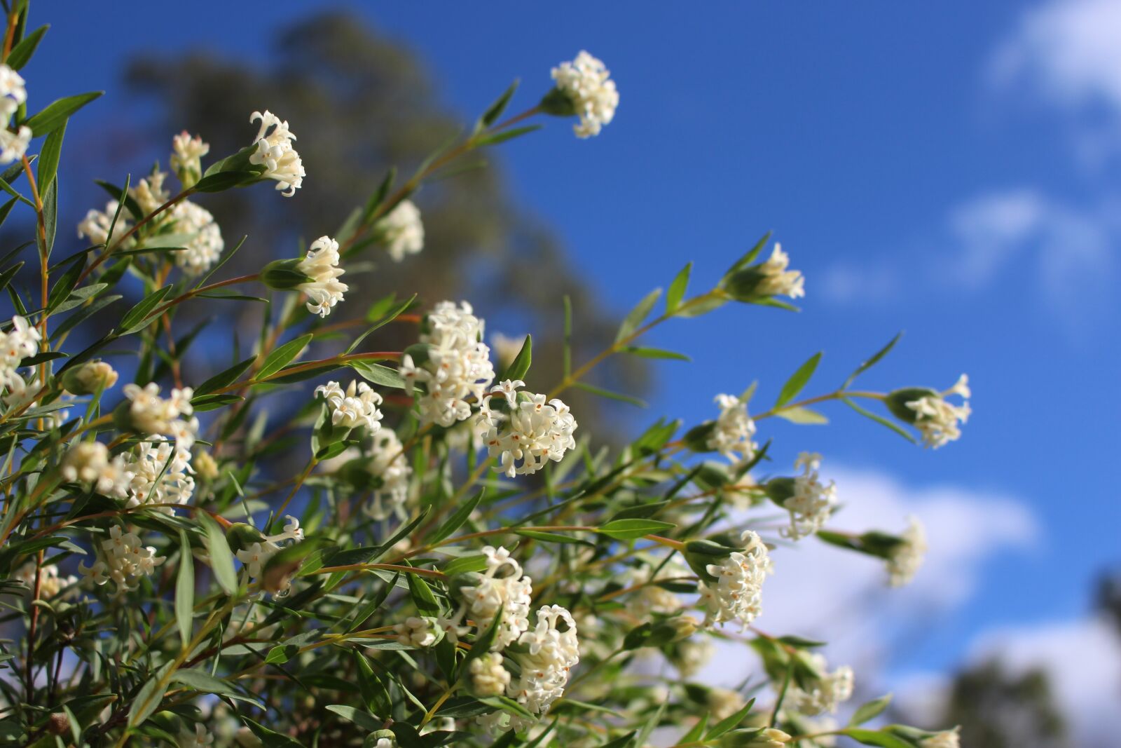 Canon EOS 700D (EOS Rebel T5i / EOS Kiss X7i) sample photo. Pimelea, rice flowers, native photography