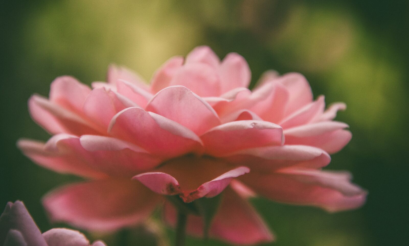 Nikon D7000 sample photo. Rose, flower, petals photography