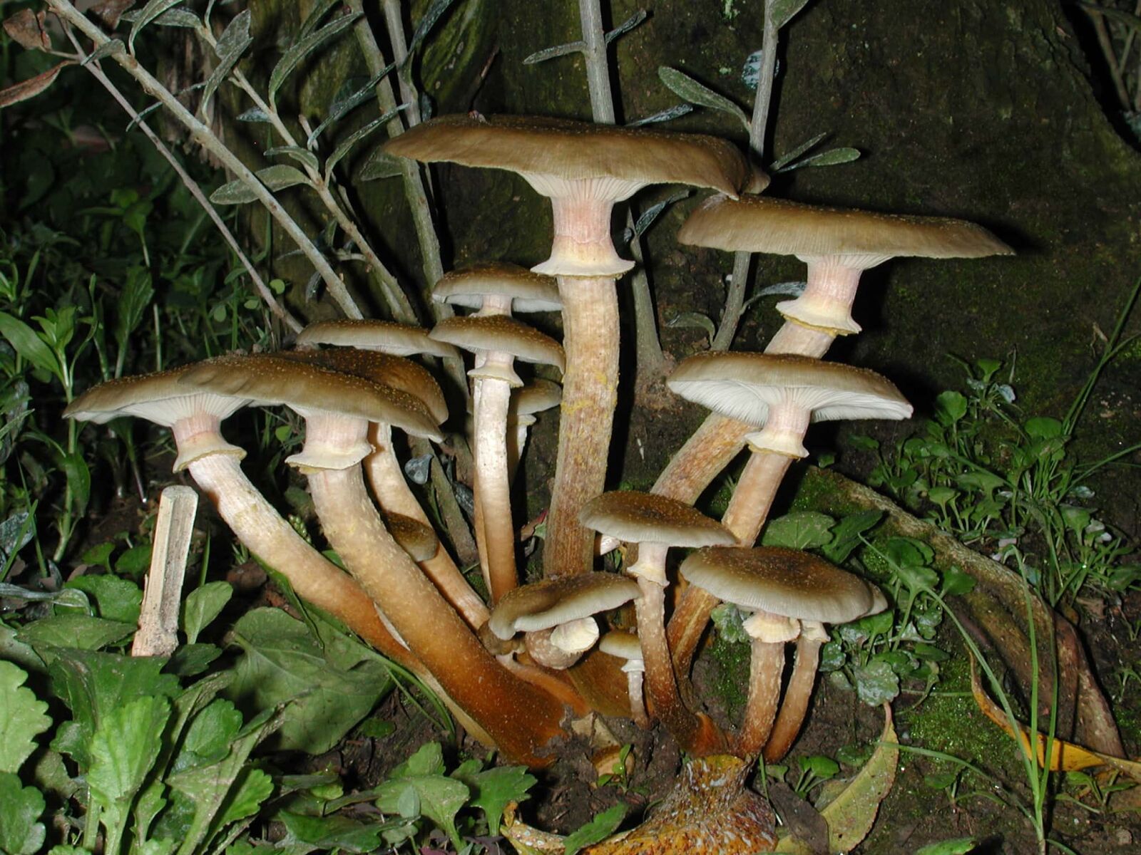 Nikon E990 sample photo. Nature, shiitake mushroom, fungus photography