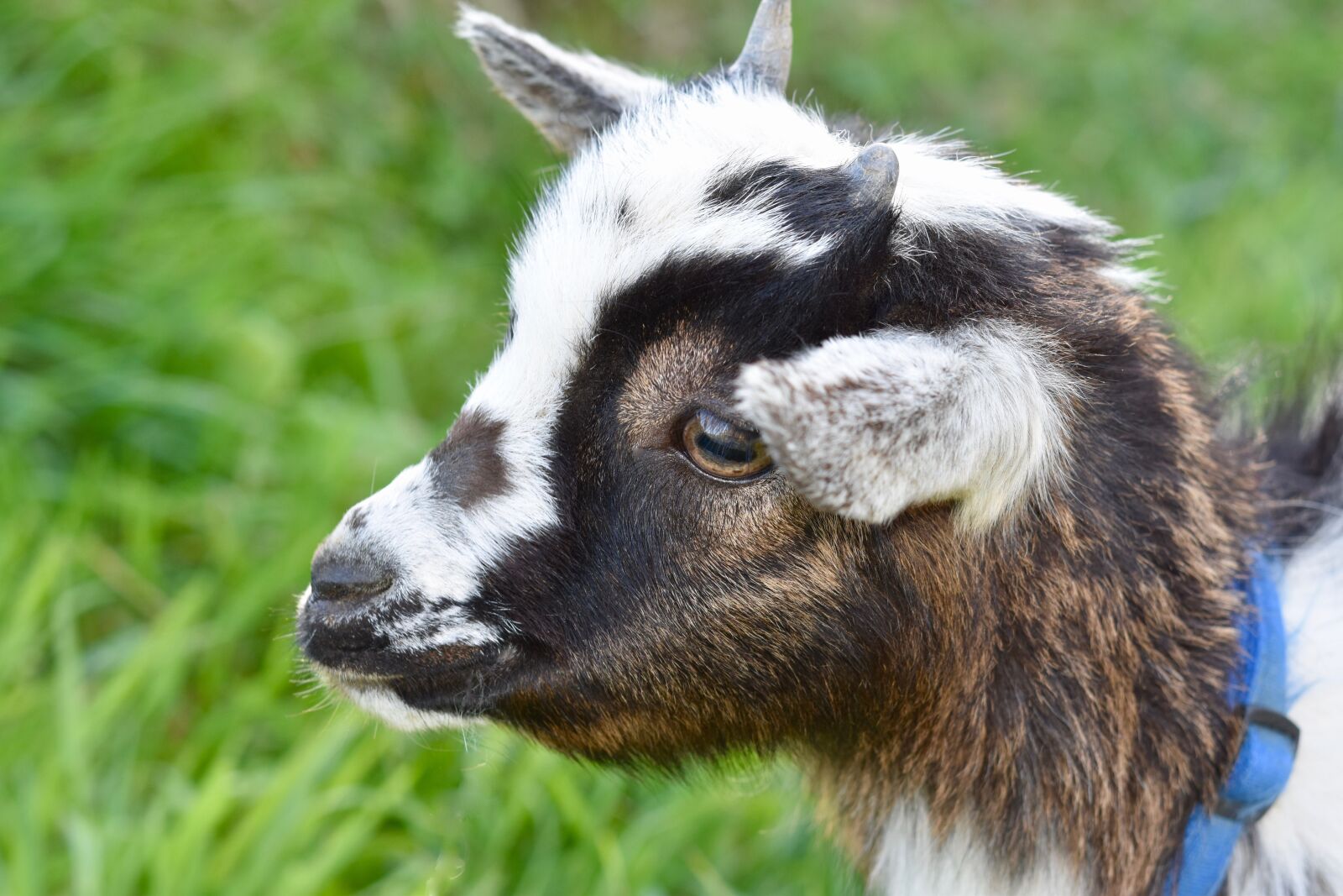Nikon D5600 sample photo. Goat, animal portrait, little photography