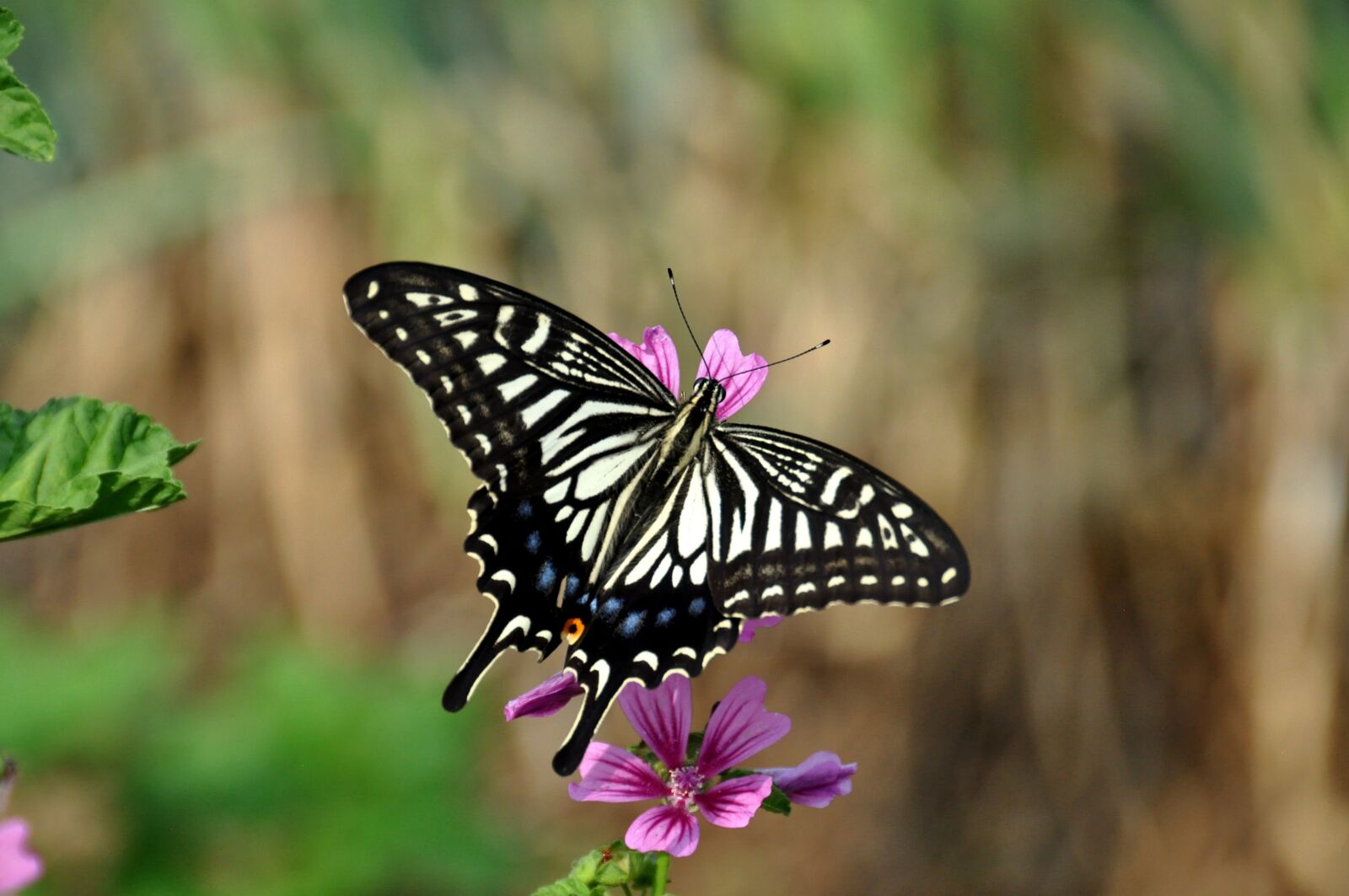 Nikon D90 sample photo. Butterfly, flowers, insect photography