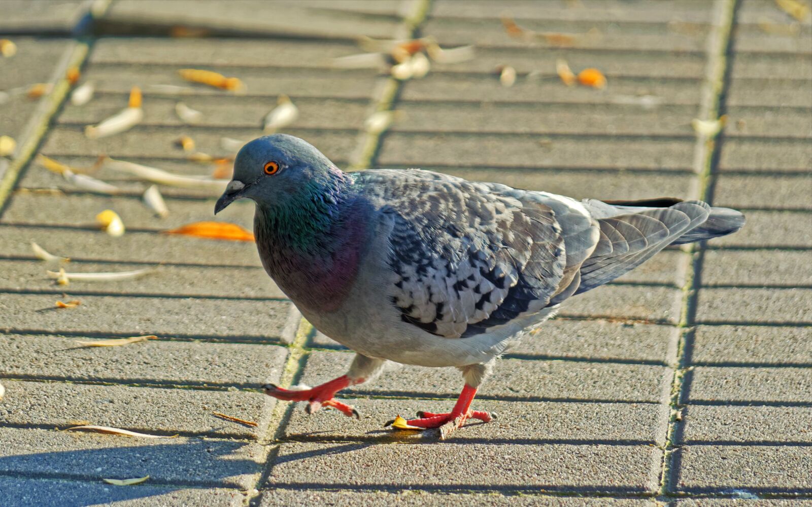 Nikon D5100 sample photo. Pigeon, bird, plumage photography