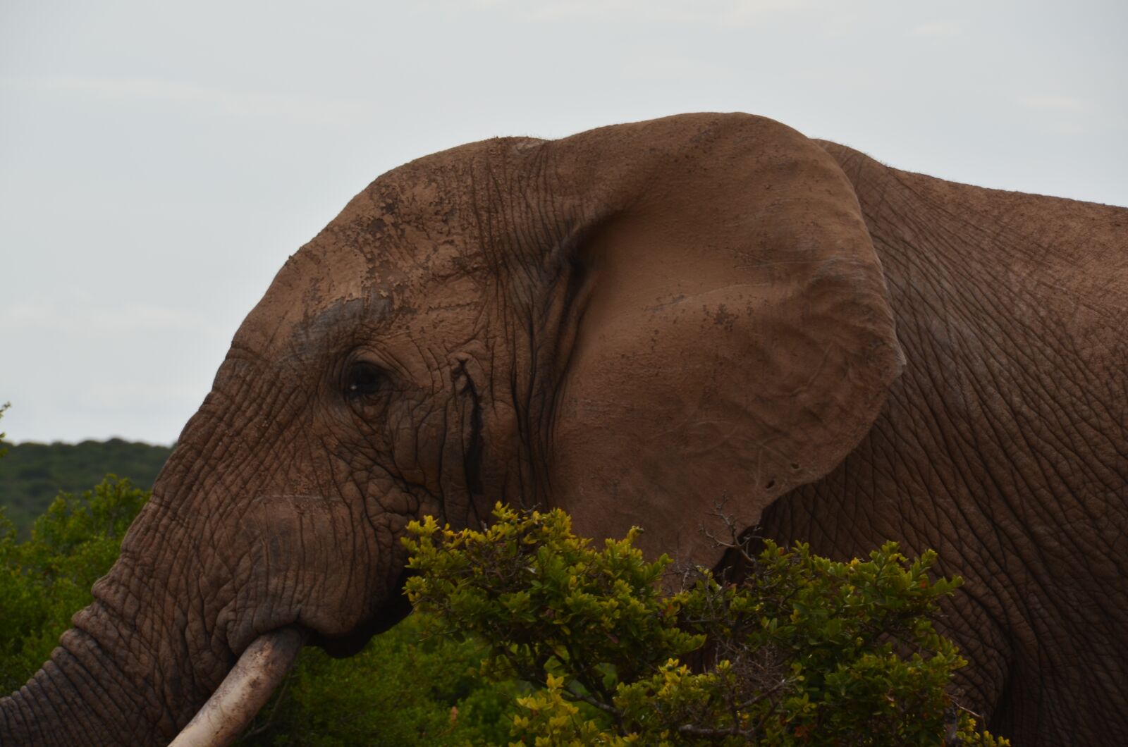 Nikon D5100 sample photo. Elephant, bull, elephant boy photography