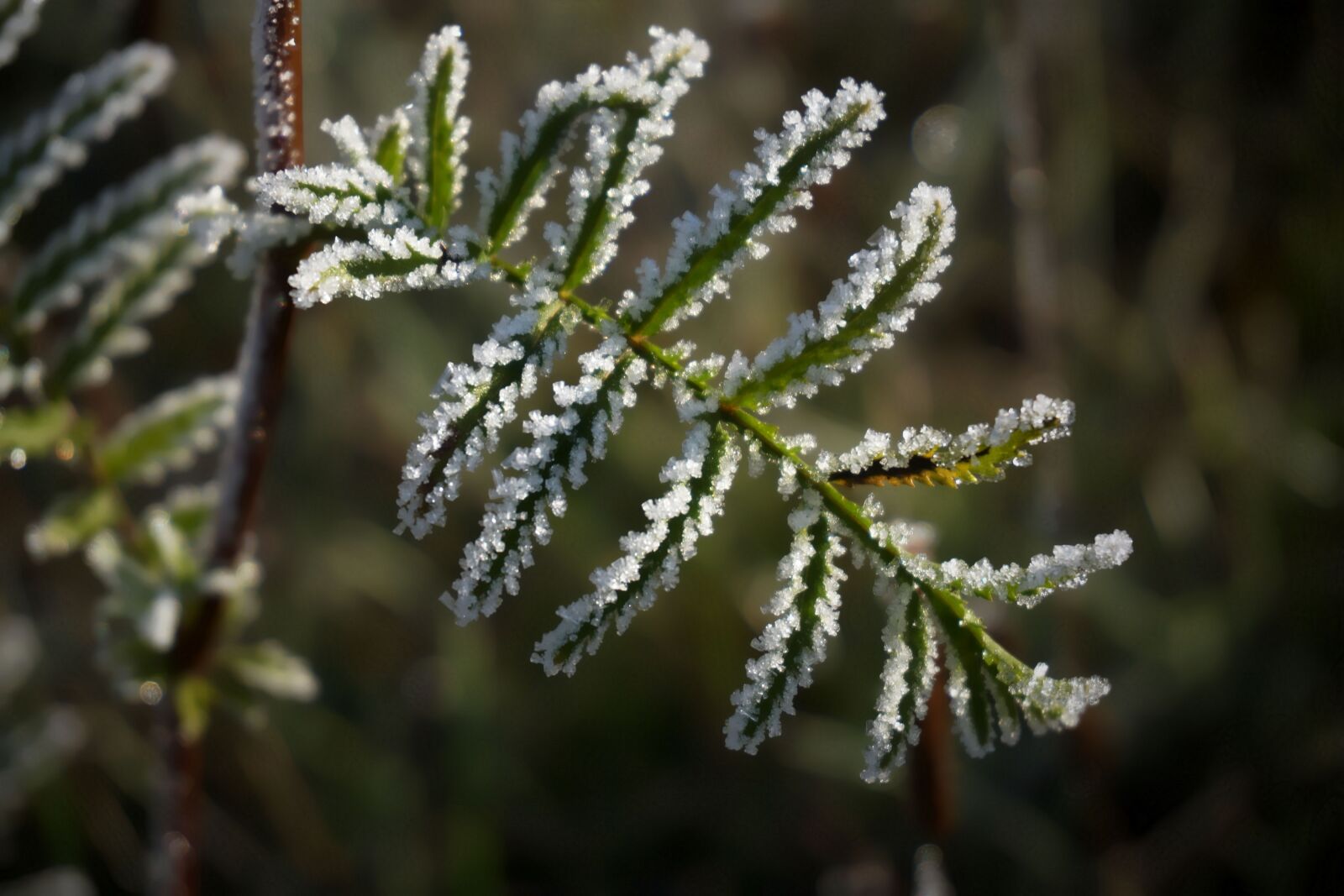 Sony a6000 sample photo. Frost, winter, ice photography