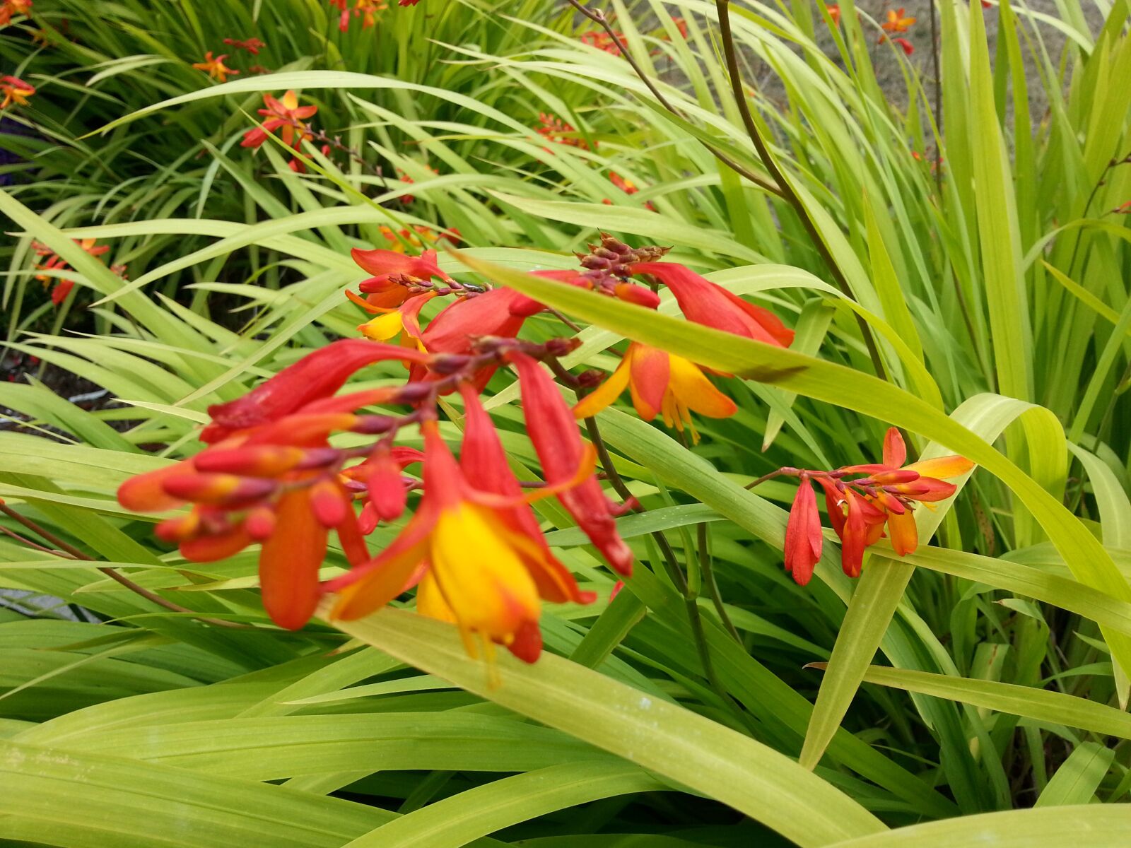 Samsung Galaxy S3 sample photo. Flowers, nature, summer photography