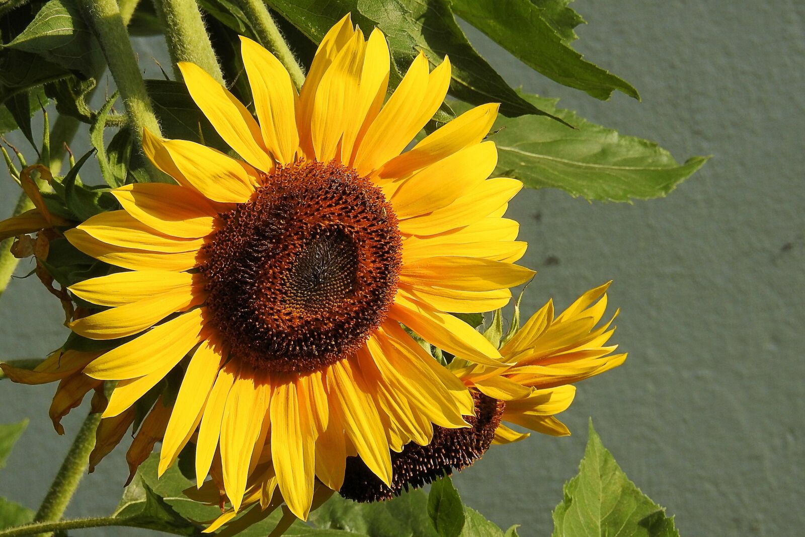 Nikon Coolpix P900 sample photo. Sunflower, blossom, bloom photography