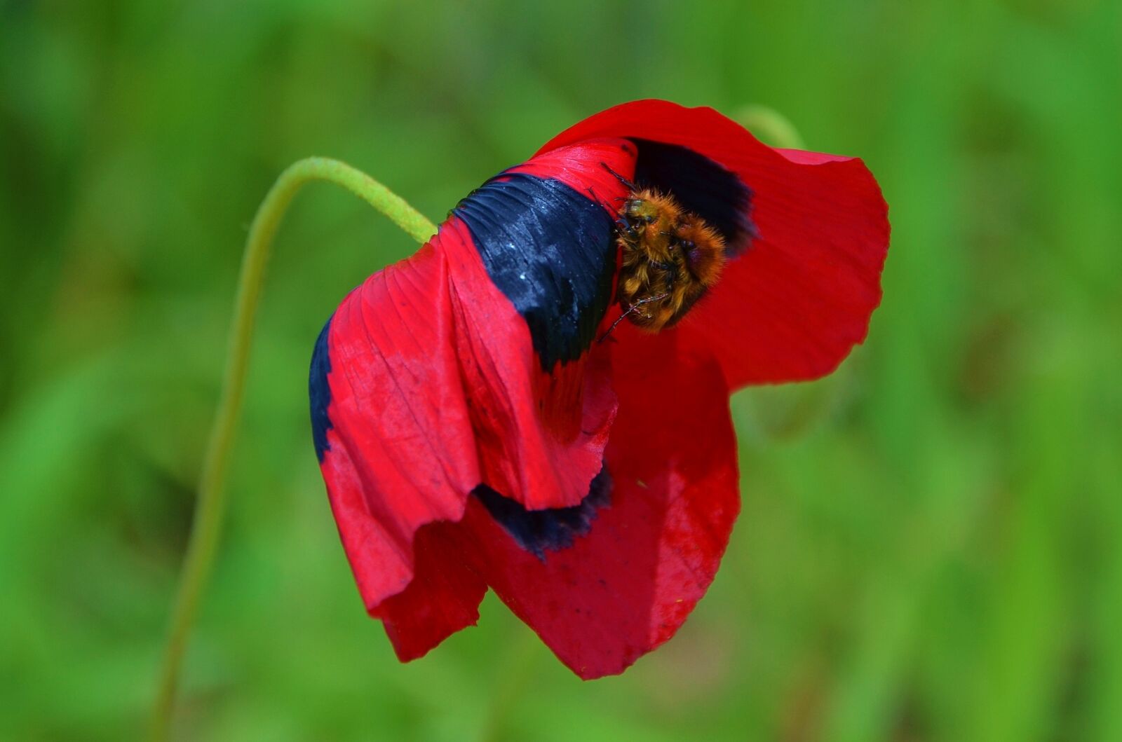 Nikon D7000 sample photo. Poppy, wildflowers, blossom photography